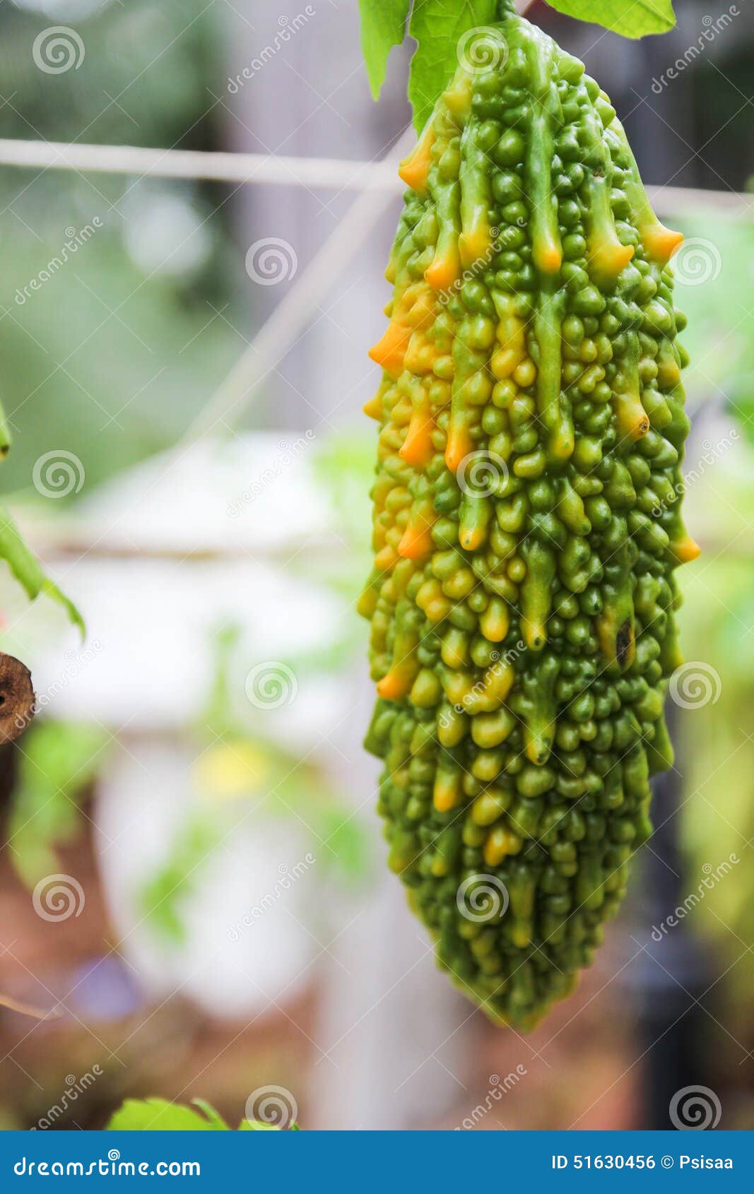 Bitter Gourd Growing in the Garden Stock Photo Image of ingredient