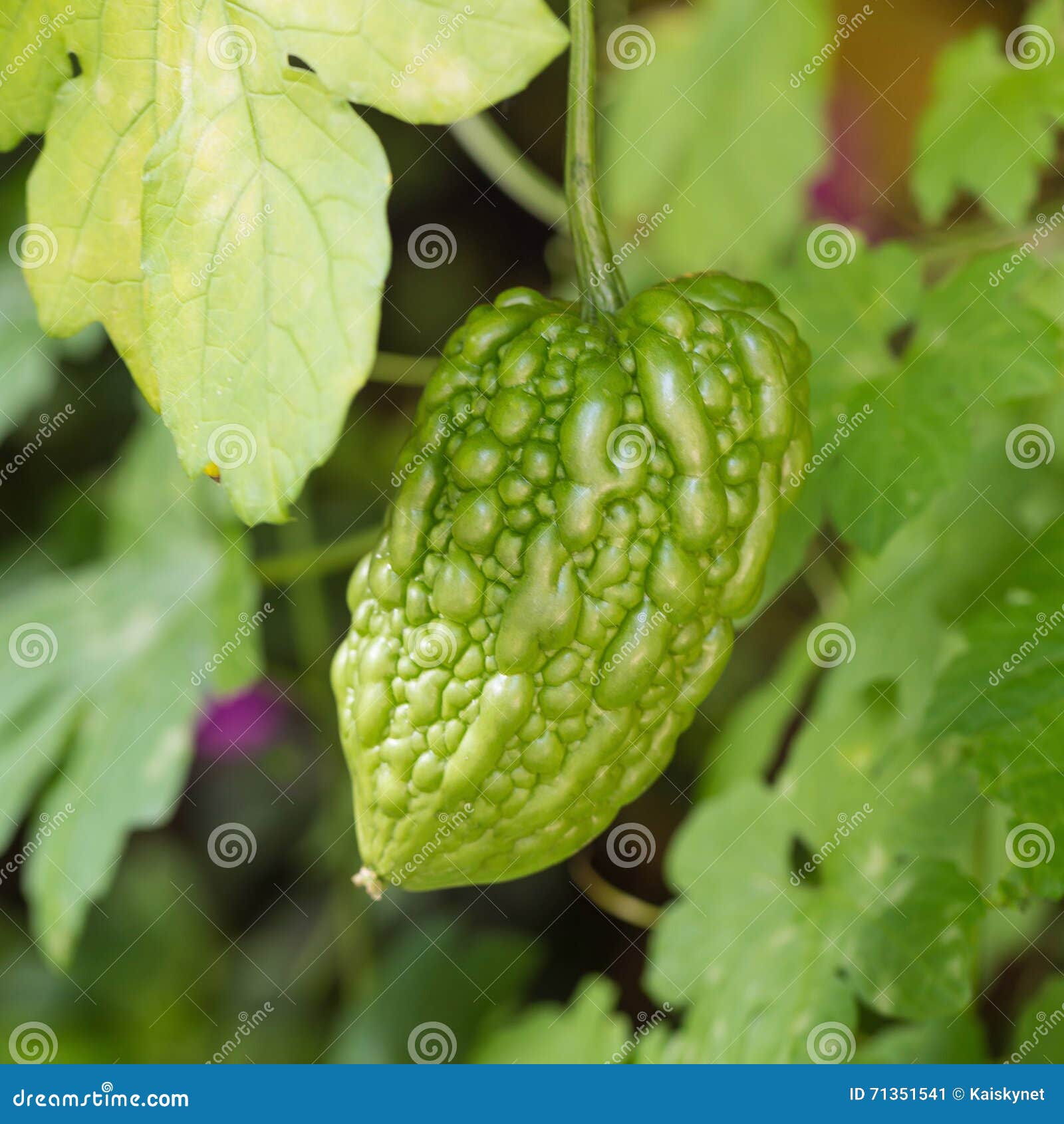 Bitter Gourd Growing on the Plant Stock Image Image of alternative