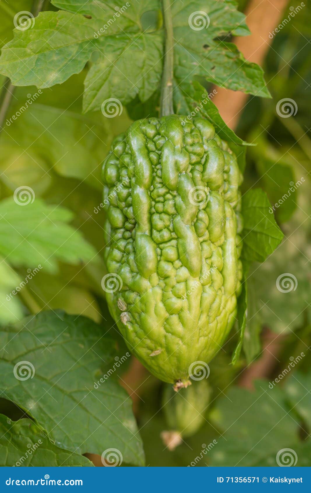 Bitter Gourd Growing on the Plant Stock Image Image of fruit, bitter