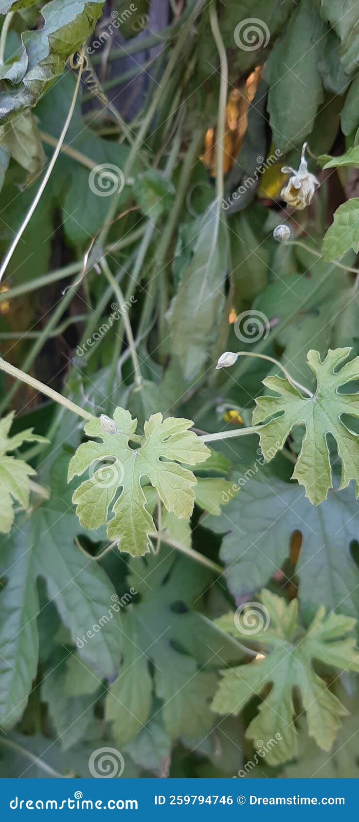 Bitter gourd leaf stock photo. Image of flower, petal 259794746