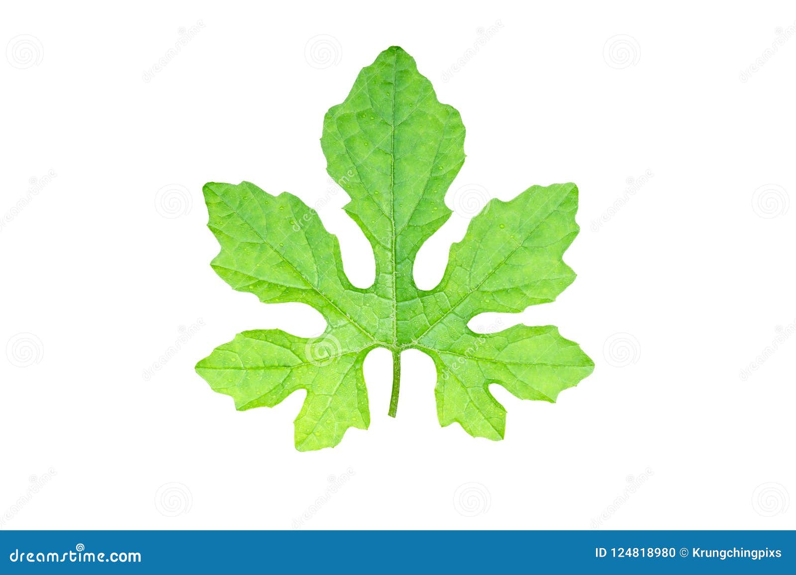Bitter gourd leaf. stock photo. Image of organic, agriculture 124818980