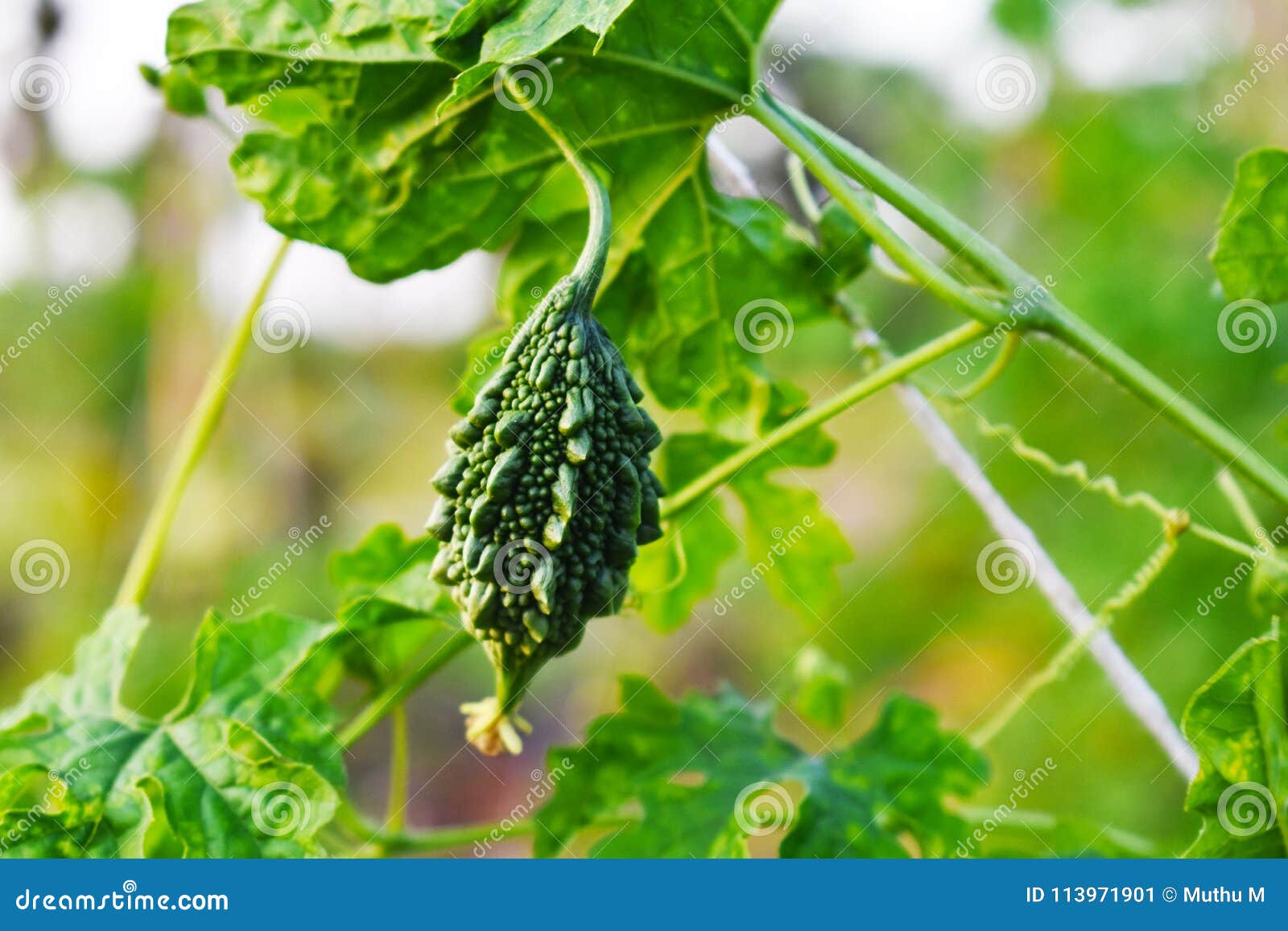 Bitter Gourd with Leaves Background Stock Image Image of bittergourd