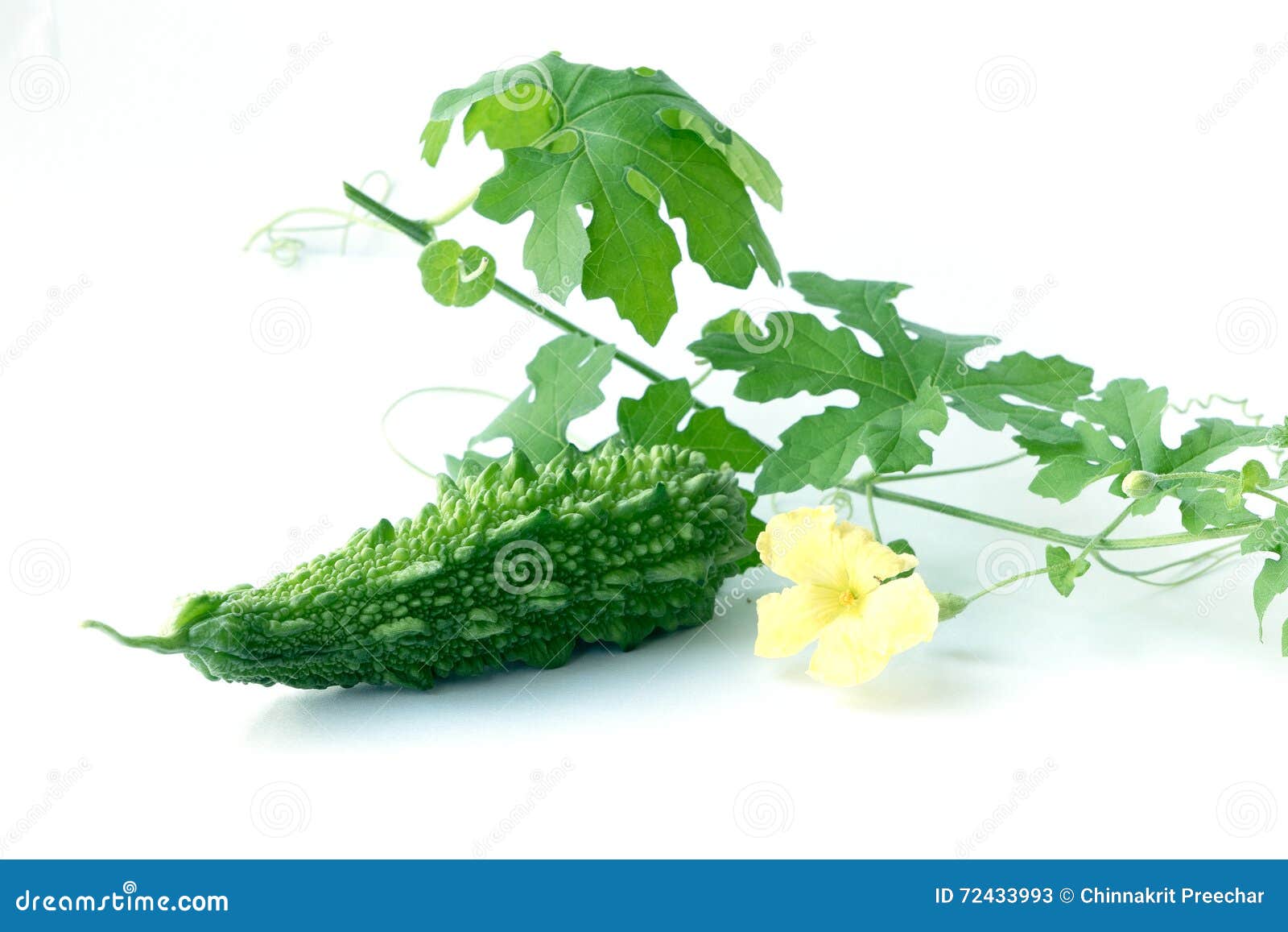 Bitter Gourd with Leaves on White Background Stock Image Image of
