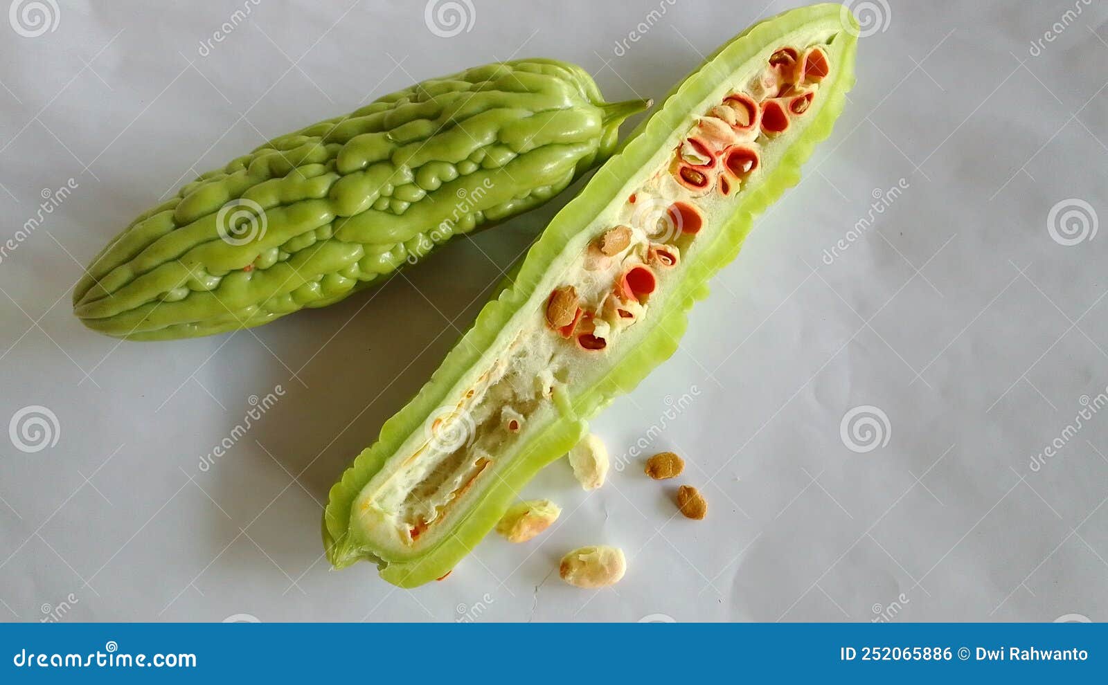 This Bitter Gourd is Made for Vegetables and Herbal Medicine Stock
