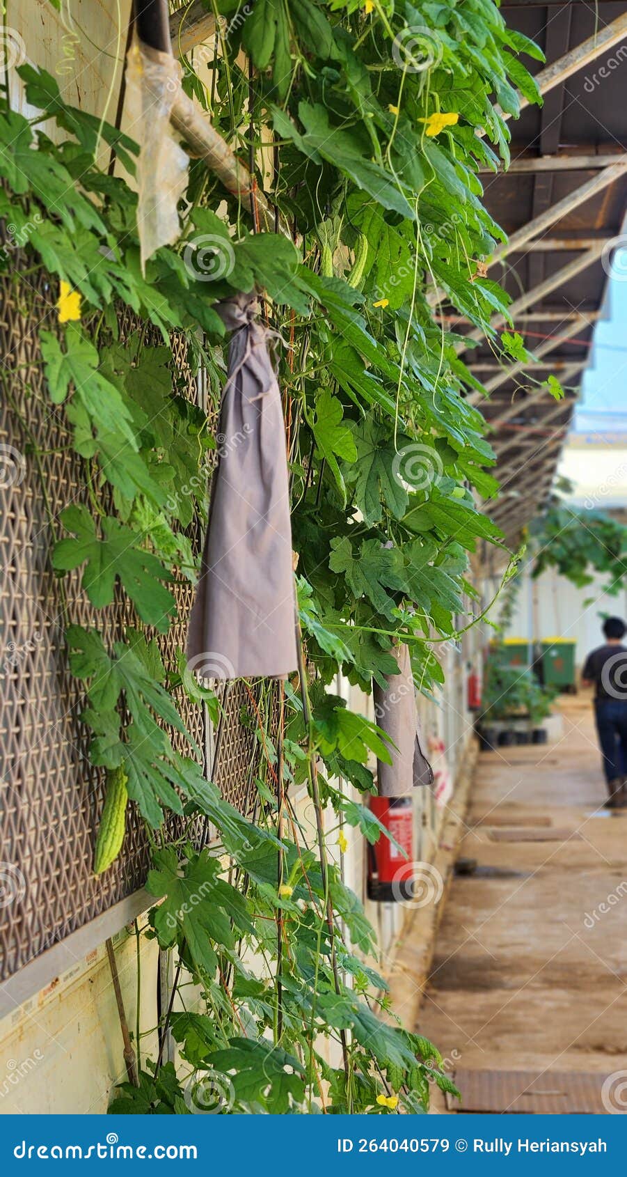 Bitter Gourd Plant in the Mining Area Stock Image Image of gourd