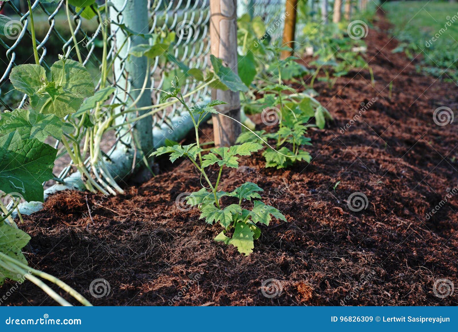 Bitter gourd seedling stock image. Image of nutrition 96826309