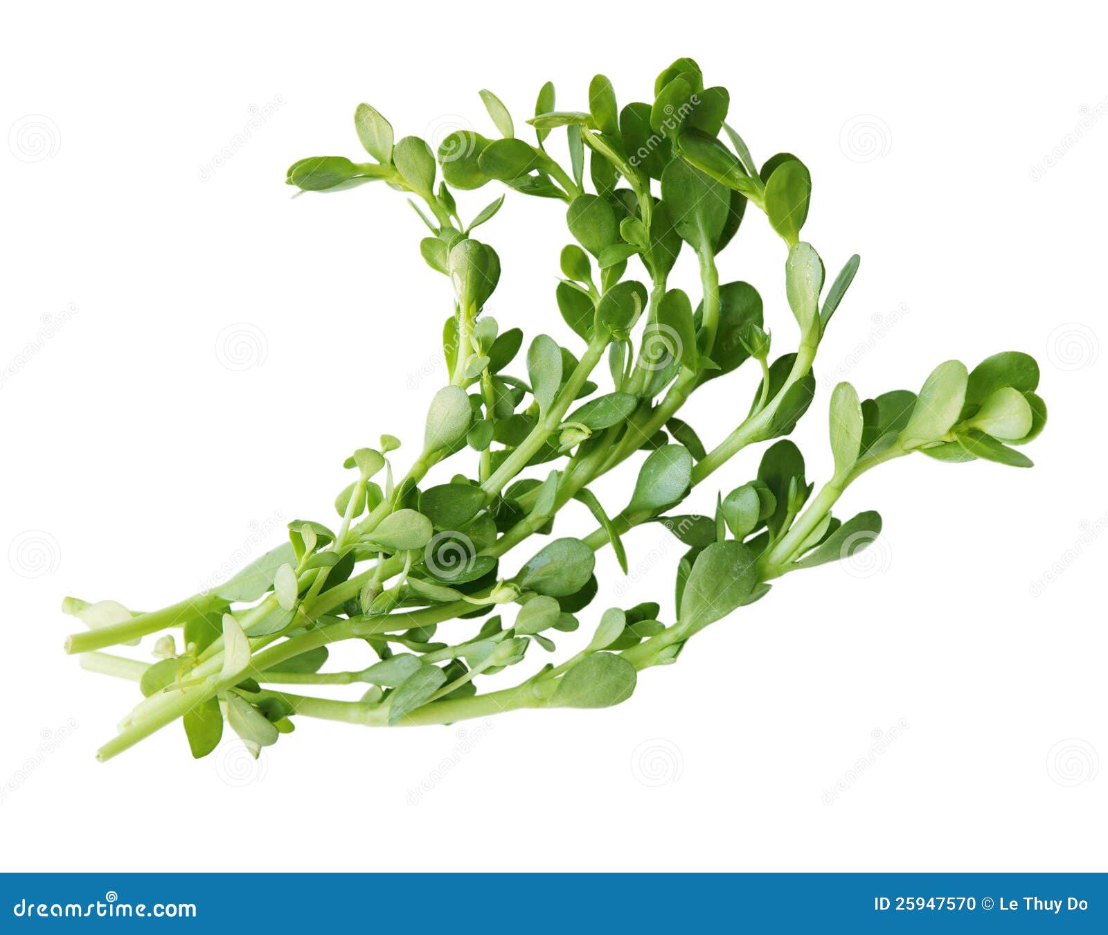 bitter herb plant