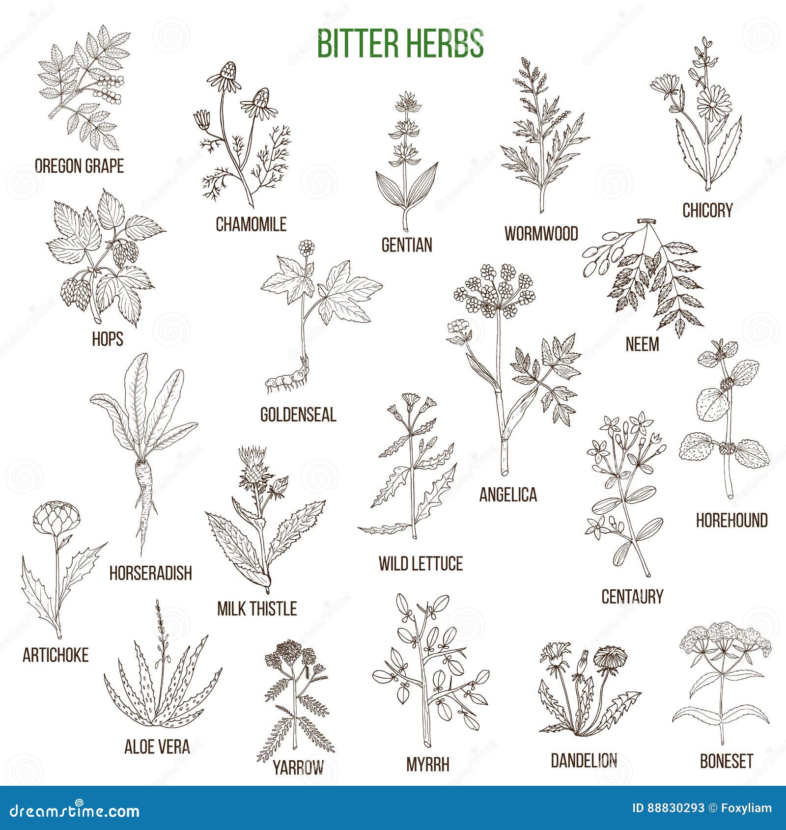 Bitter herbs collection stock vector. Illustration of medicinal - 88830293