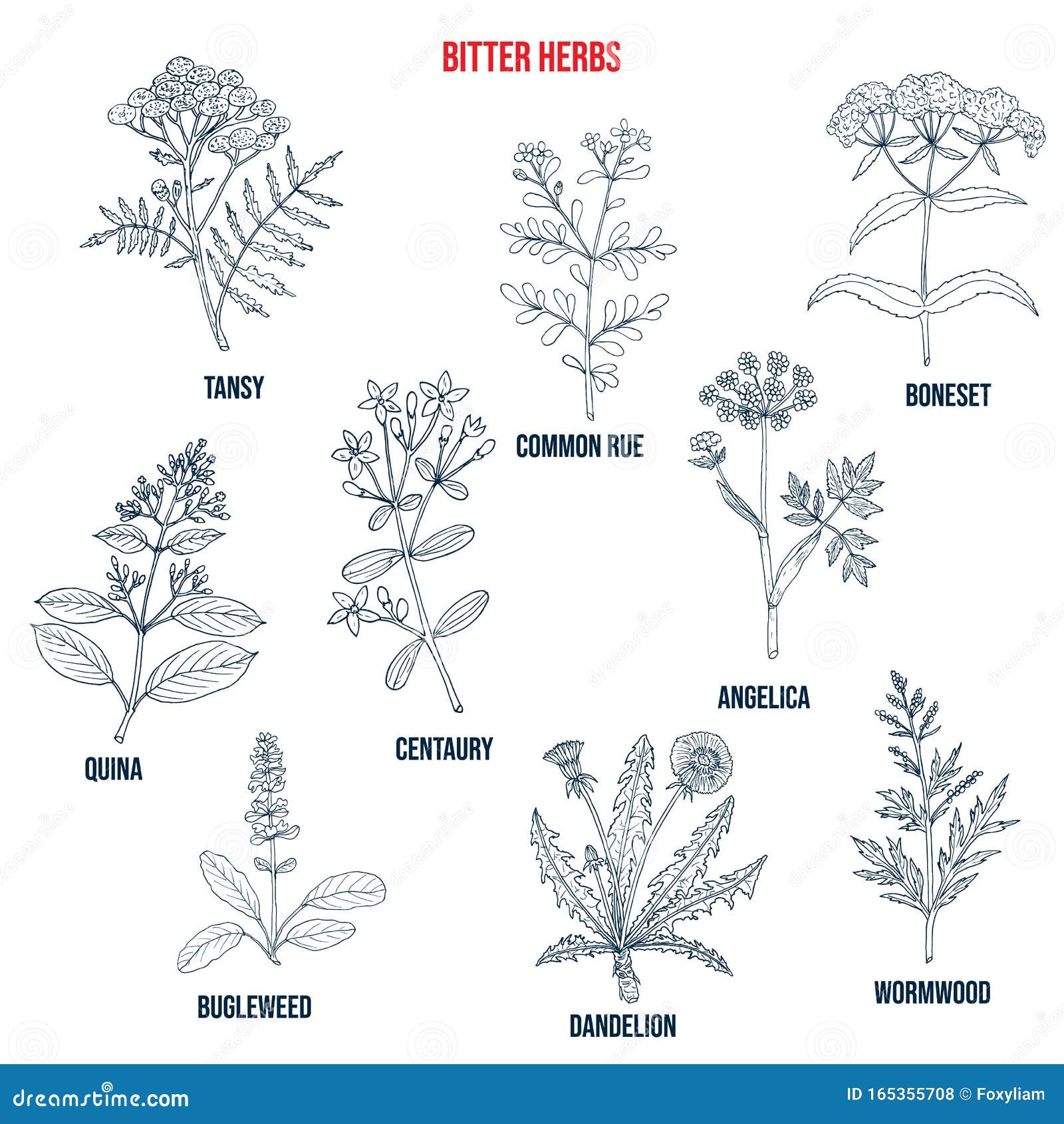 Bitter herbs collection stock vector. Illustration of bugleweed 165355708