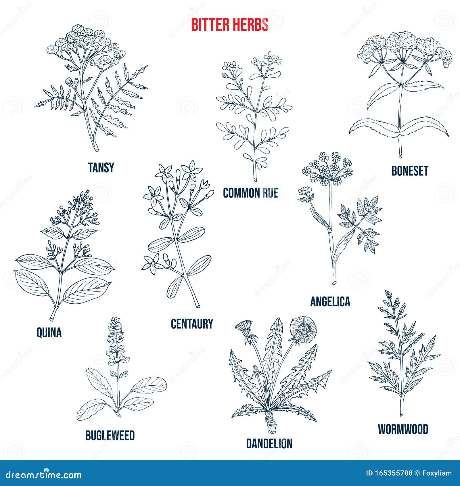 Bitter herbs collection stock vector. Illustration of bugleweed - 165355708