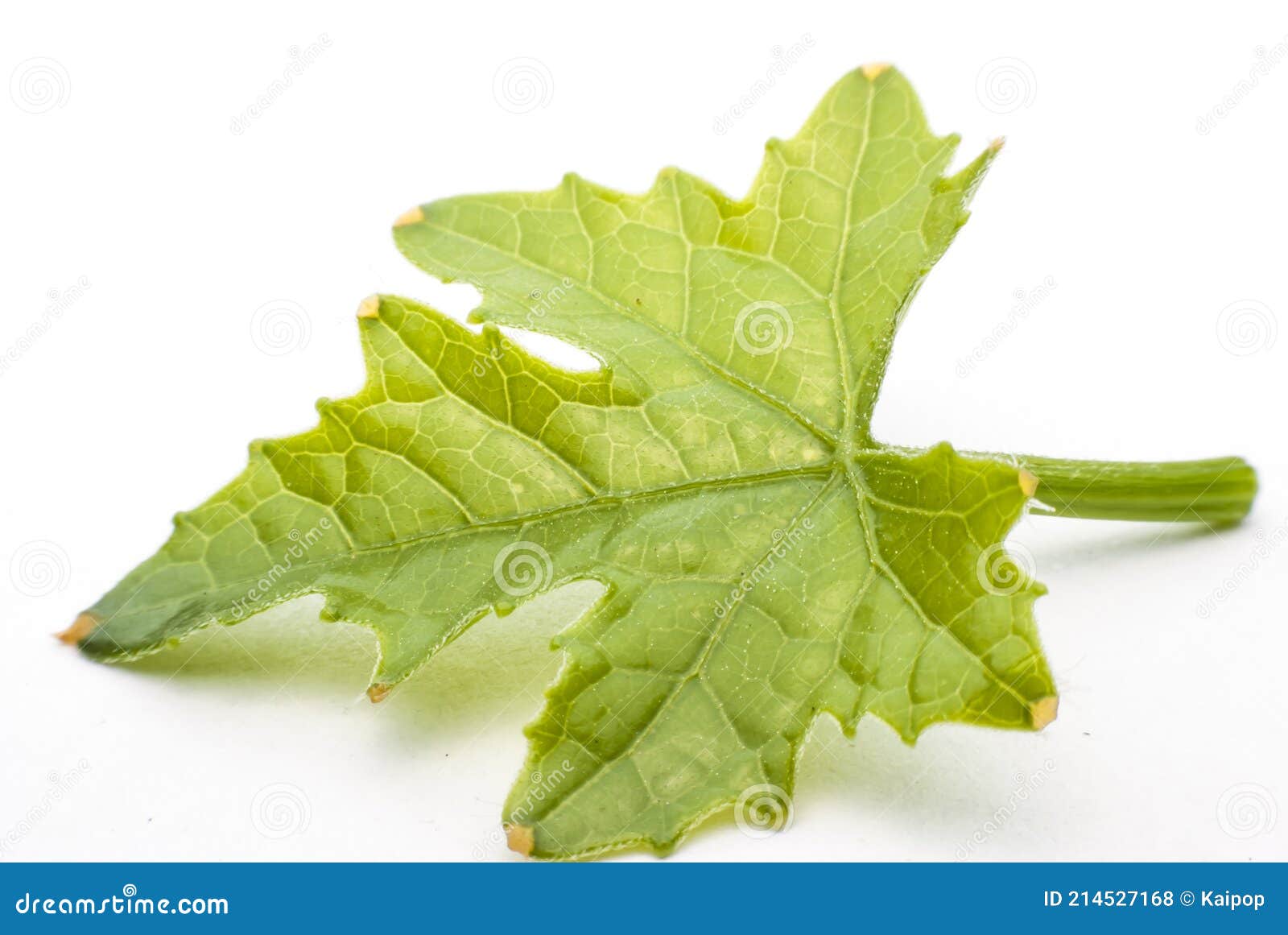 Bitter Leaf gourd stock photo. Image of green, petal 214527168