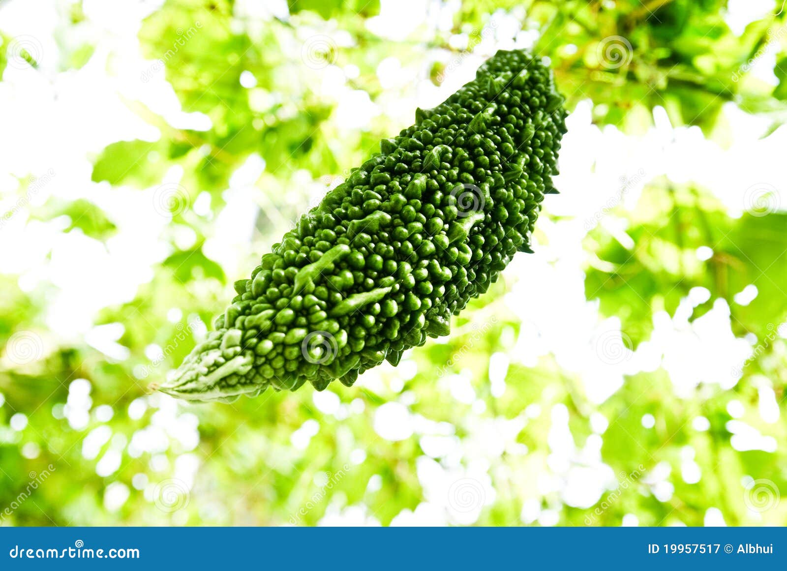 Bitter Melon stock image. Image of melon, plant, okinawa 19957517