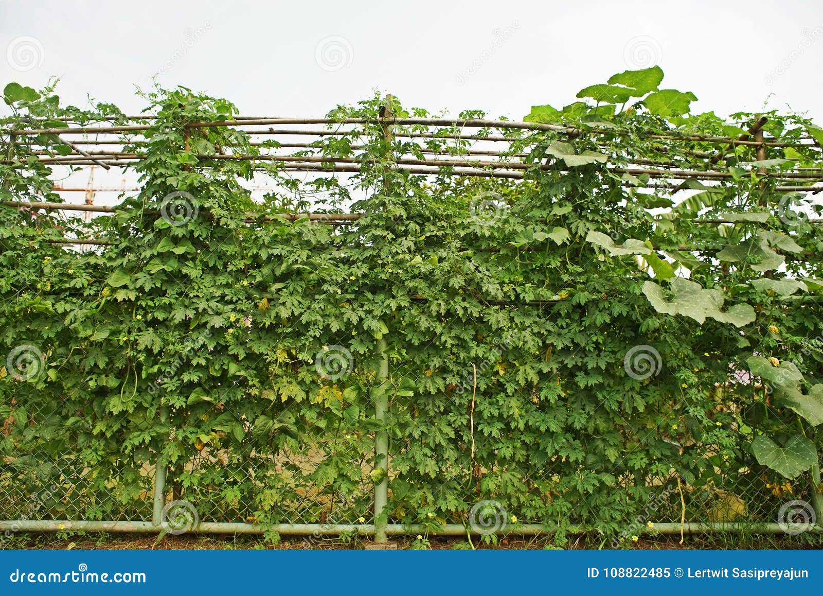 bitter melon, bitter gourd or bitter squash, a tropical and subtropical vine vegetable