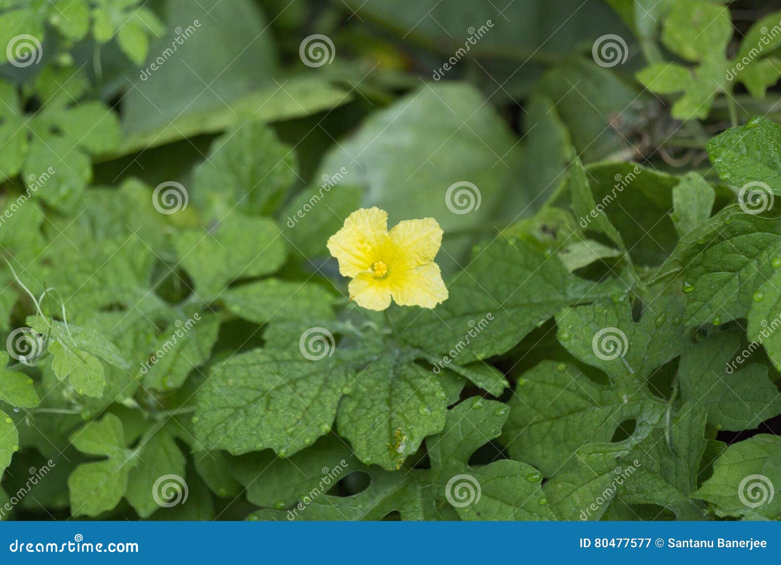 Bitter melon flower stock image. Image of flower, green 80477577