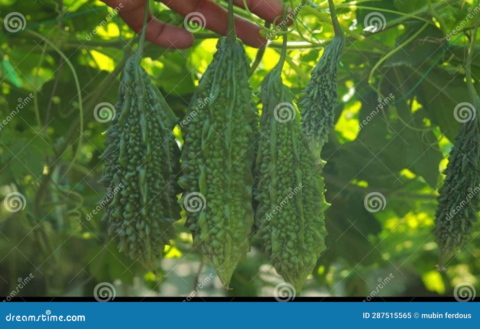 Bitter Melon or Bitter Gourd Growing in the Garden Stock Image Image