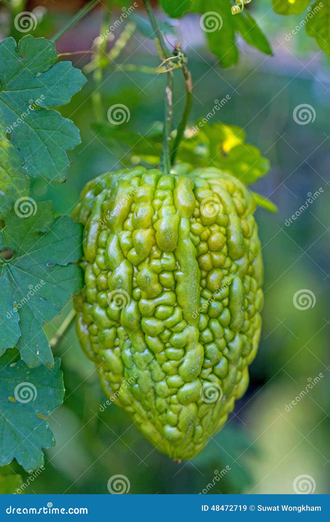 Bitter Melon Growing on a Vine in Garden in Thailand. Stock Image