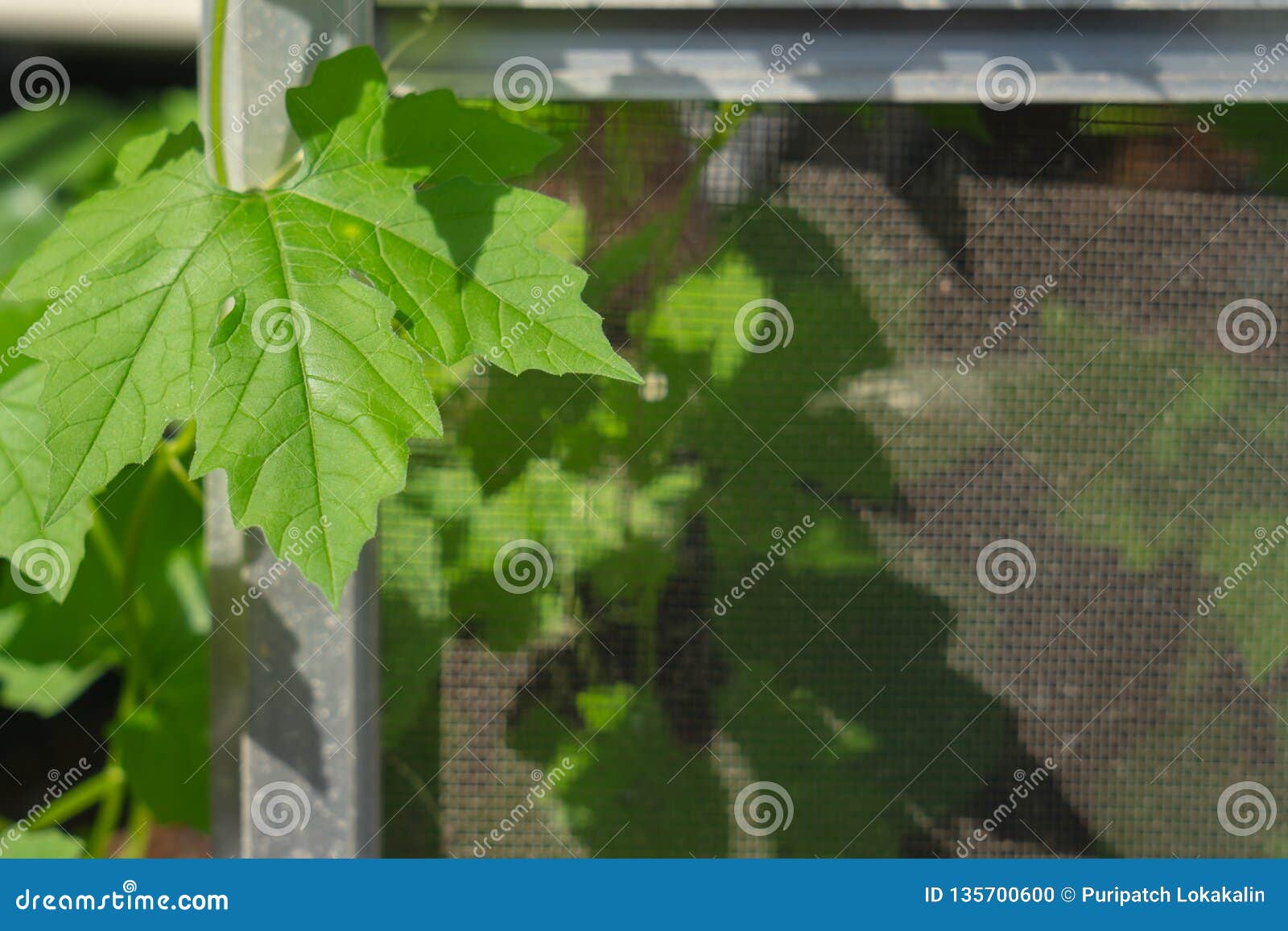 The Green Bitter Melon Leaf Stock Photo Image of nature, cucurbitales