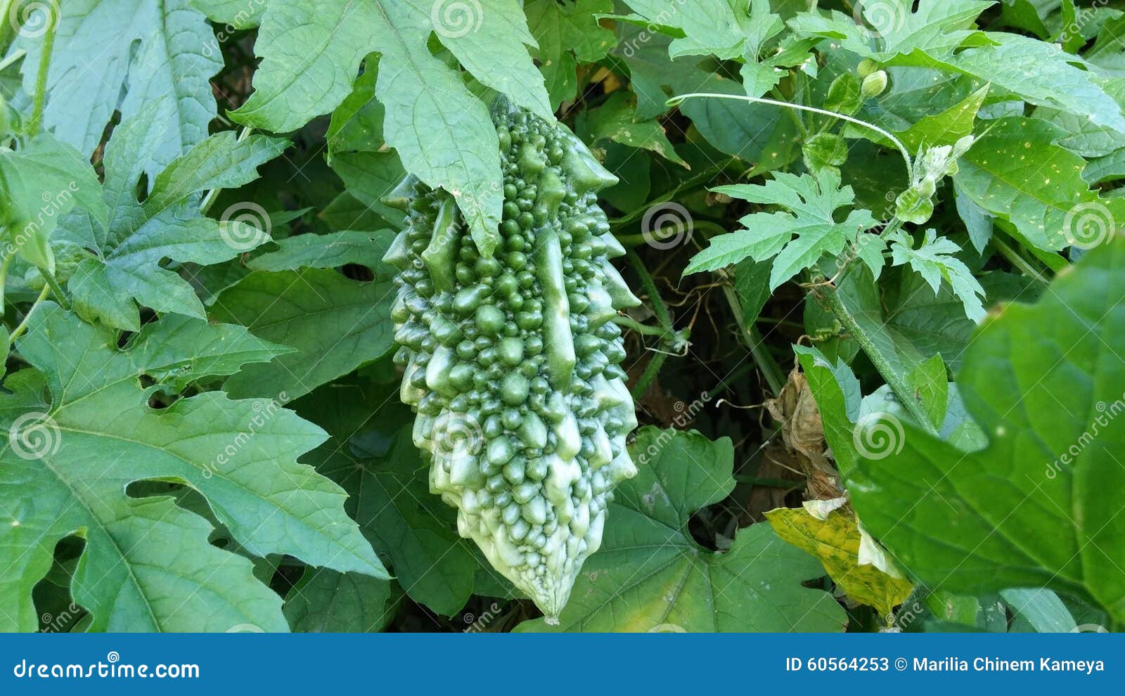 Bitter Melon stock image. Image of japanese, bitter, melon 60564253
