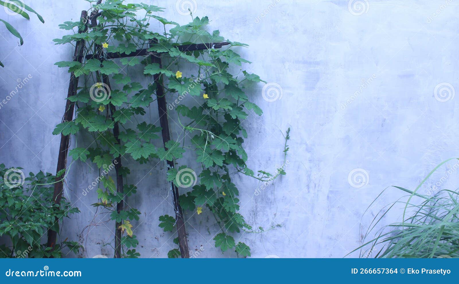 Bitter Melon Plants Vines on the Wall Stock Photo Image of leaf