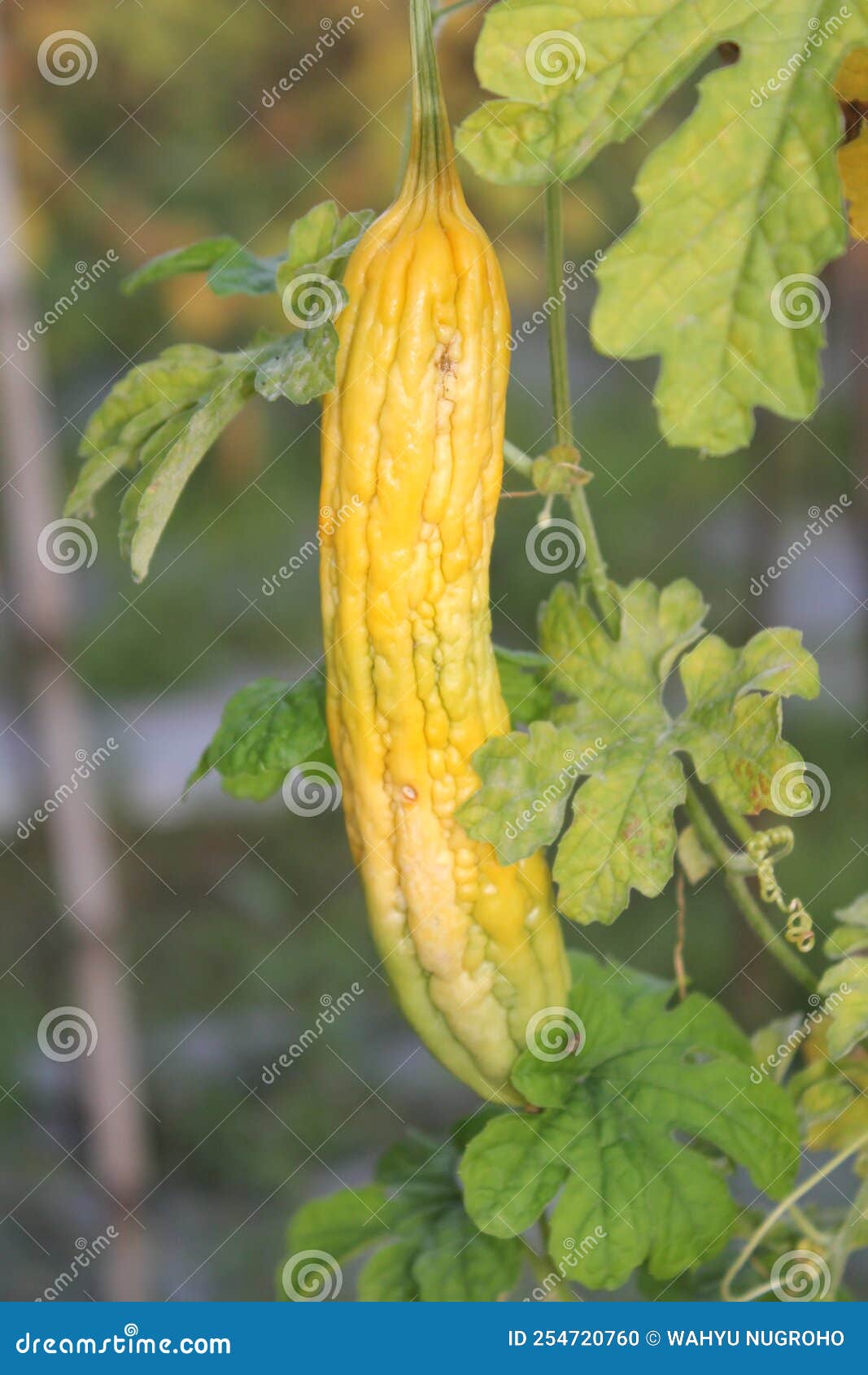 Bitter Melon in Yellow Color Stock Photo Image of plant, vegetable