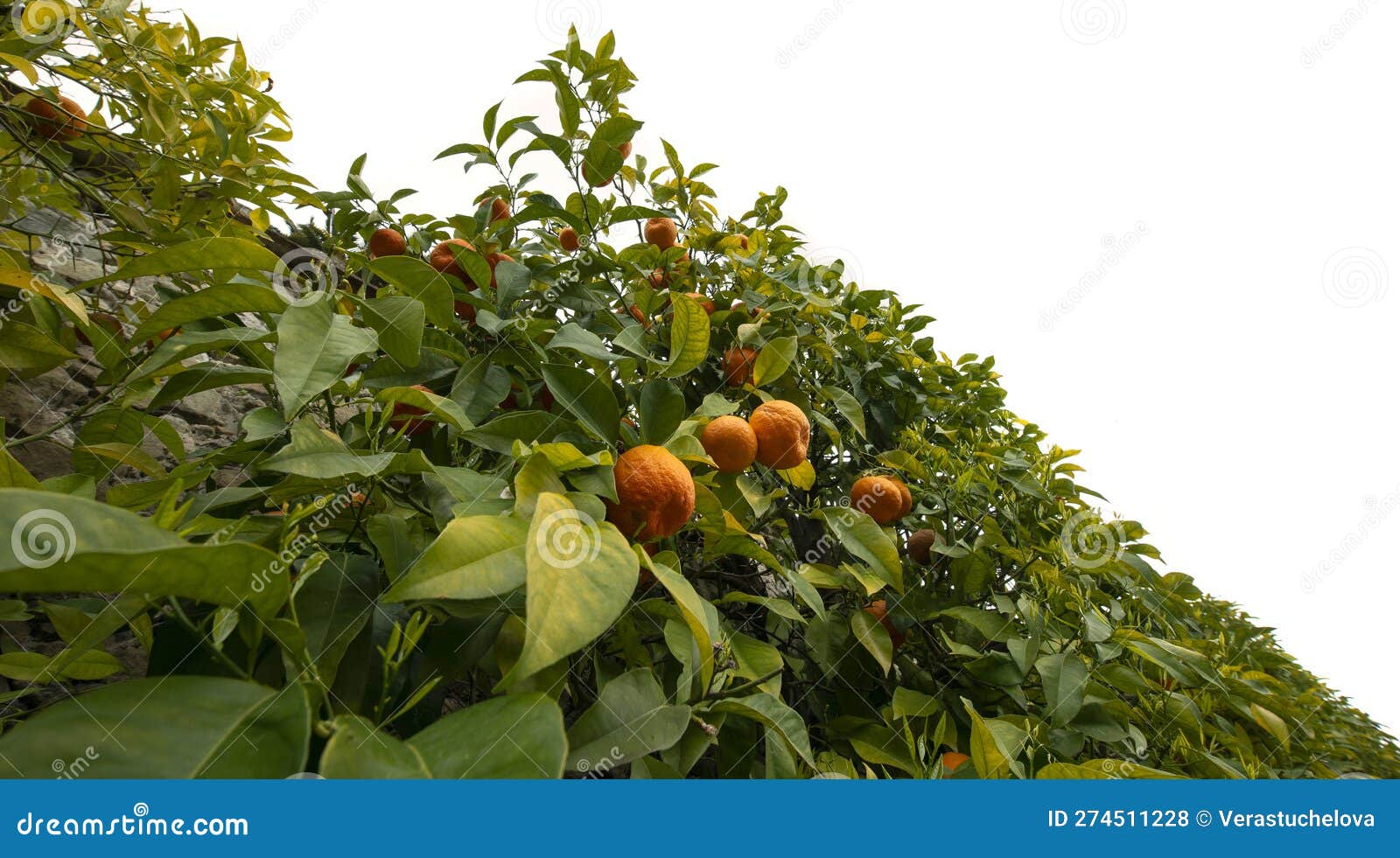 Bitter Orange, Sour Orange Bigarade Orange Tree Stock Photo Image