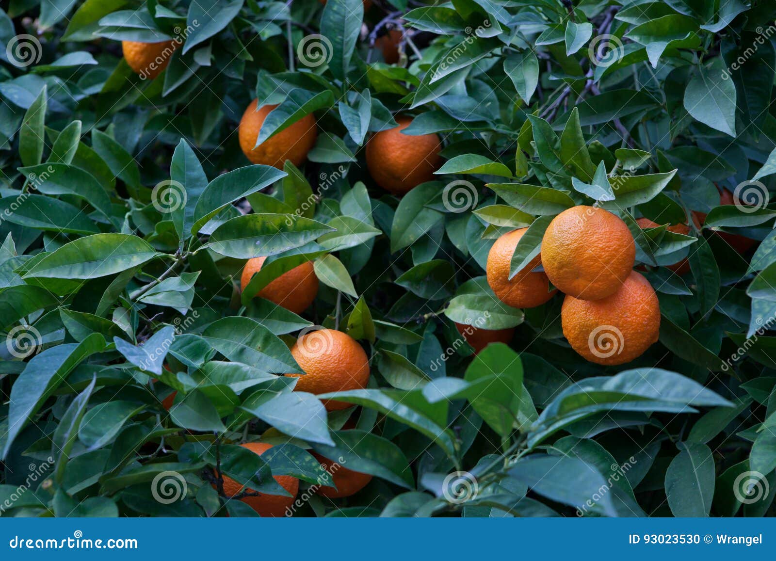bitter orange tree citrus aurantium