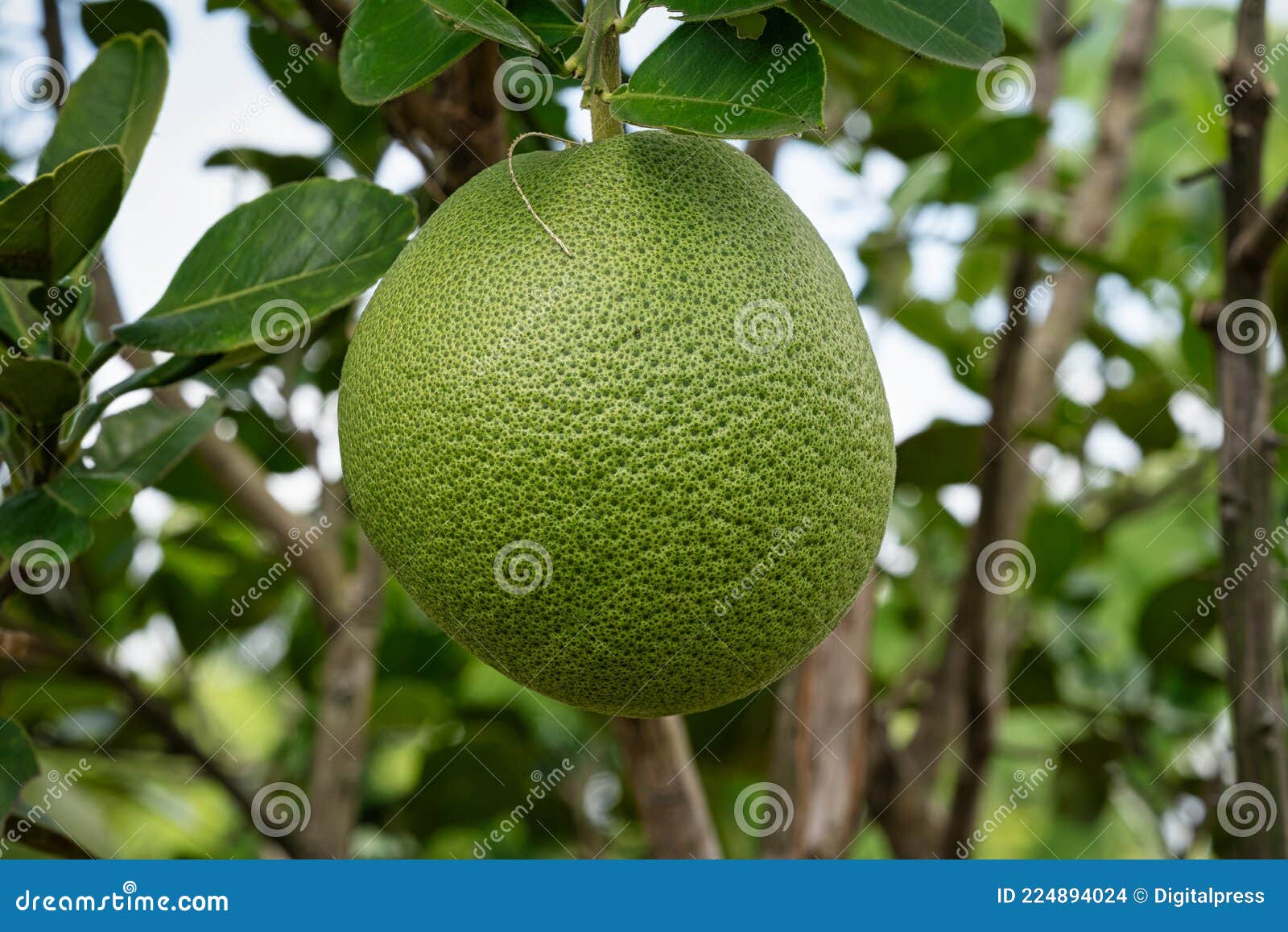 Bitter Orange on Tree stock photo. Image of organic 224894024