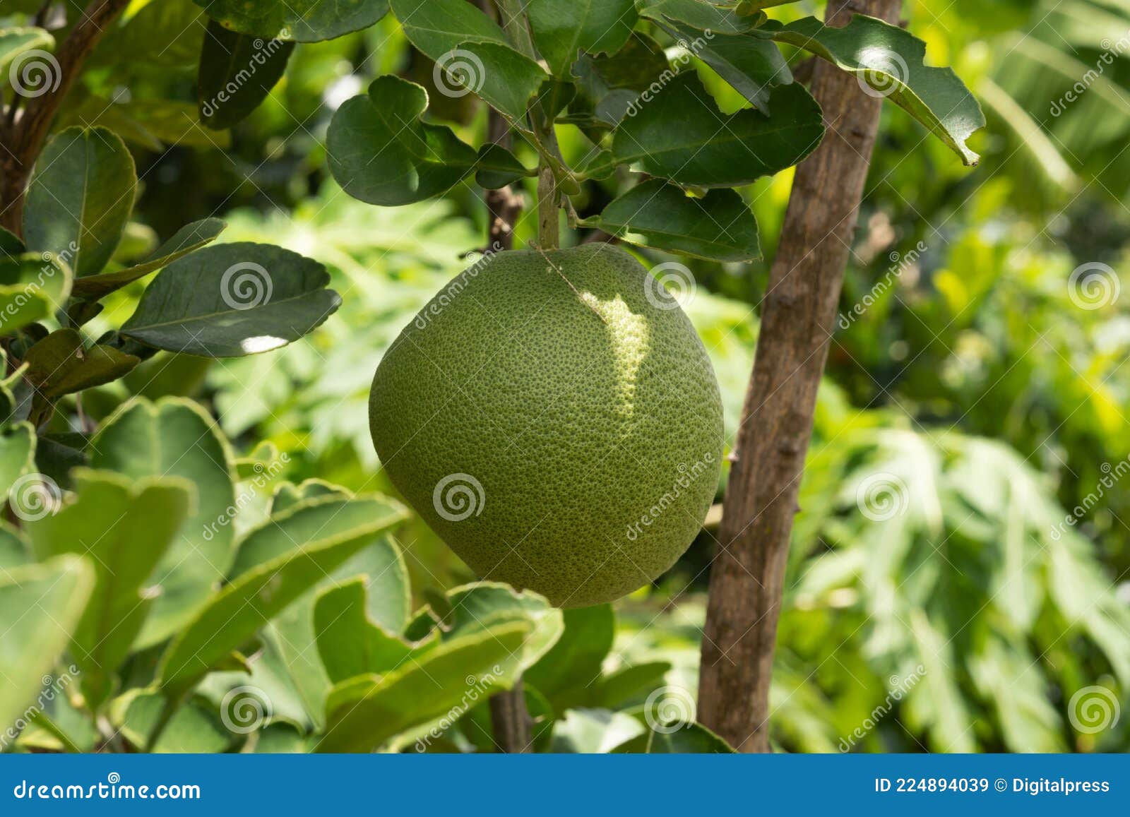 Bitter Orange on Tree stock image. Image of fruit, leaf 224894039