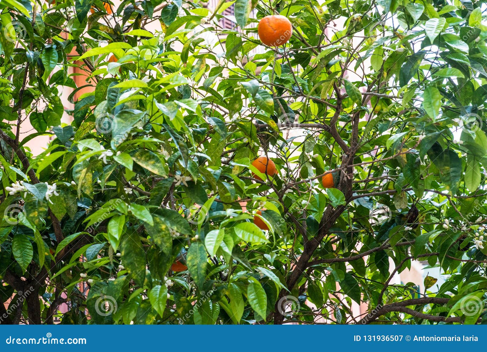 Bitter Orange Tree Flowers and Fruits Stock Image Image of color