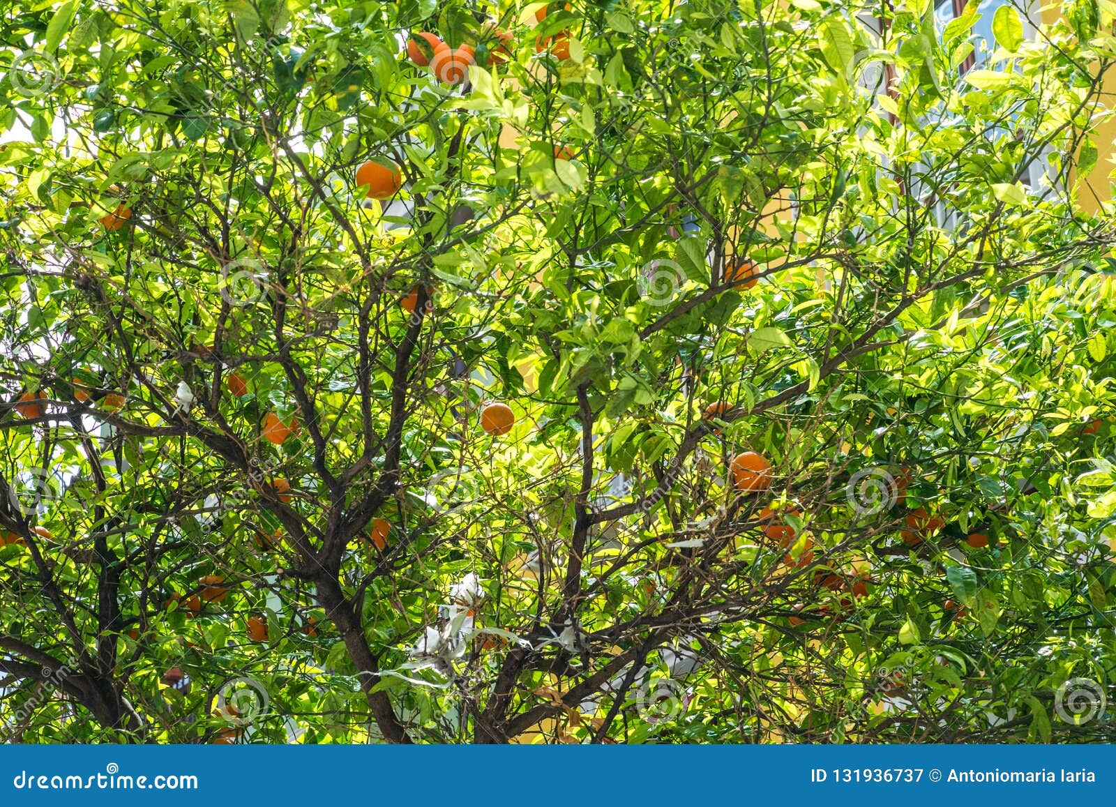 Bitter Orange Tree Flowers and Fruits Stock Image Image of leaf