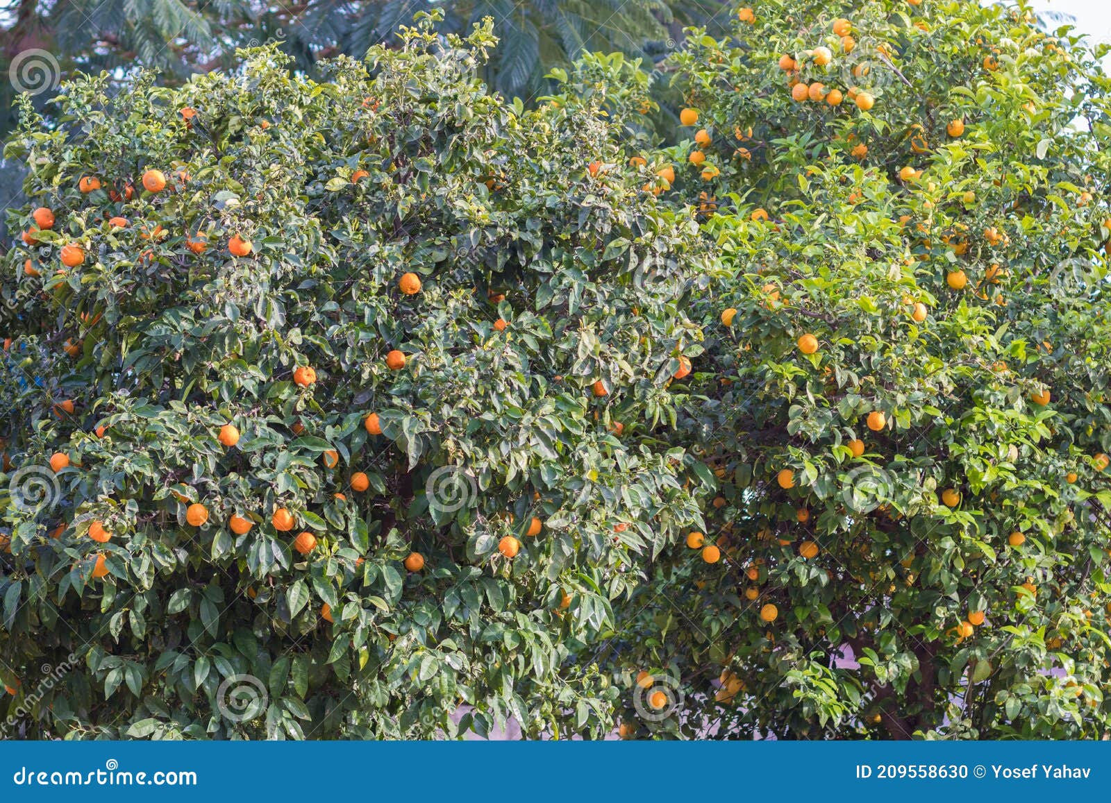 Bitter orange tree stock photo. Image of asian, food 209558630
