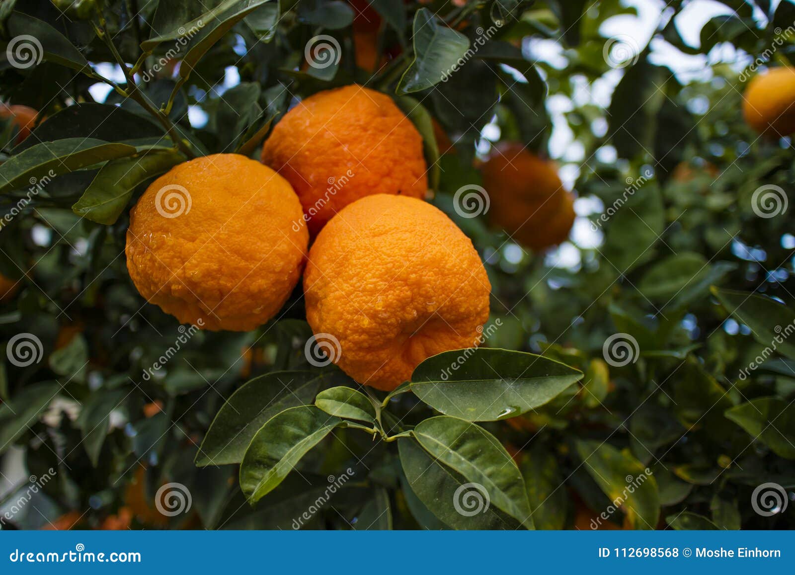 Bitter Oranges in a Tree stock photo. Image of citrus 112698568