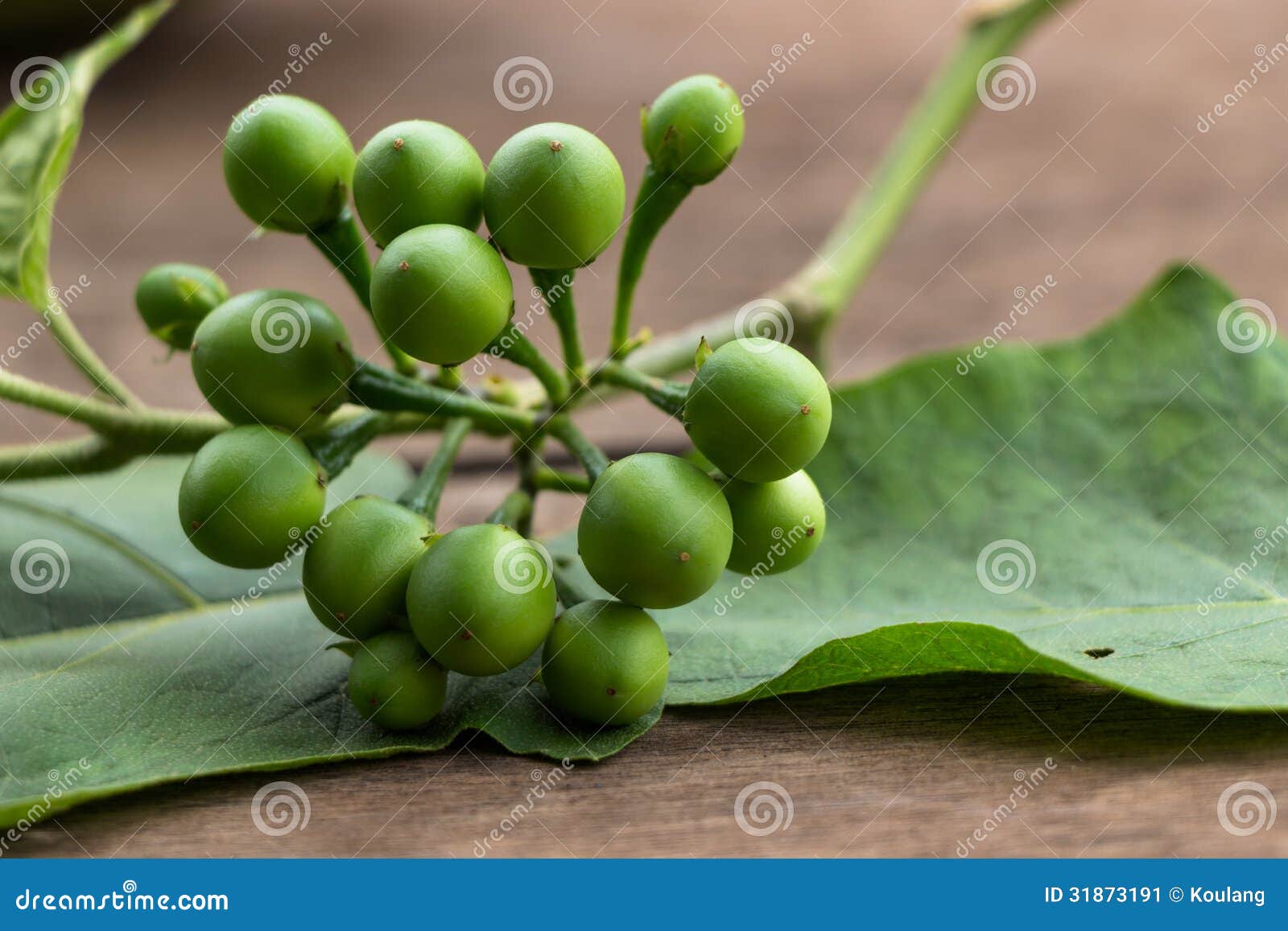 Bitter Pea Eggplant stock image. Image of round, asia 31873191