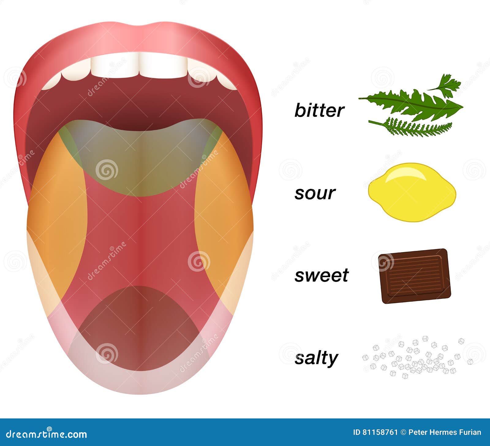 Bitter Sour Sweet Salty Tongue Taste Map Stock Vector Illustration Of