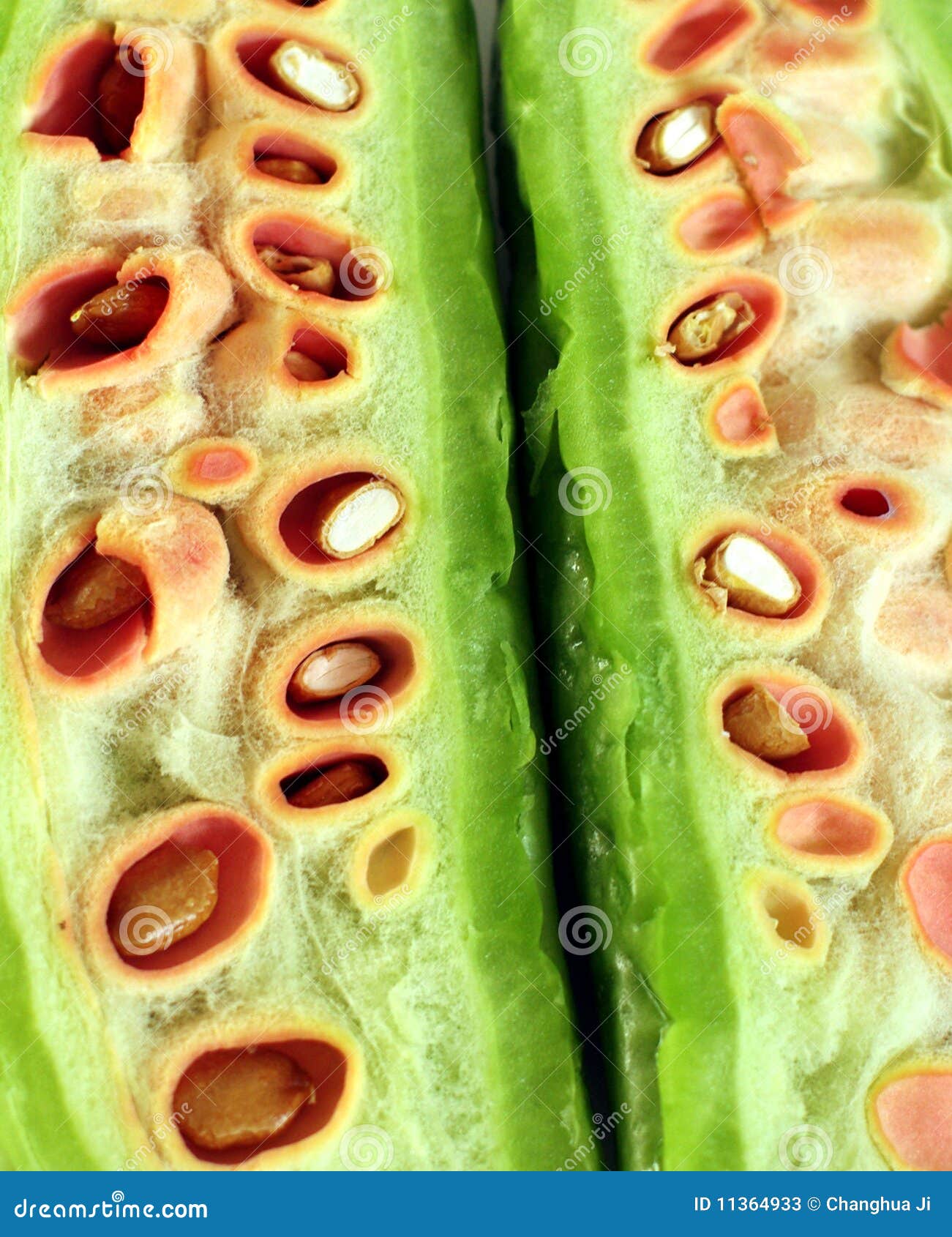 Bitter squash cut open stock image. Image of open, melon 11364933