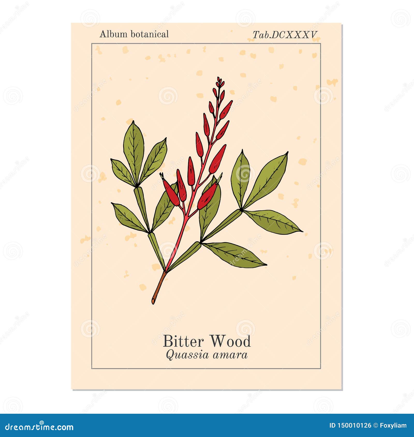 bitter-wood, quassia amara, or amargo, bitter-ash, hombre grande, medicinal plant