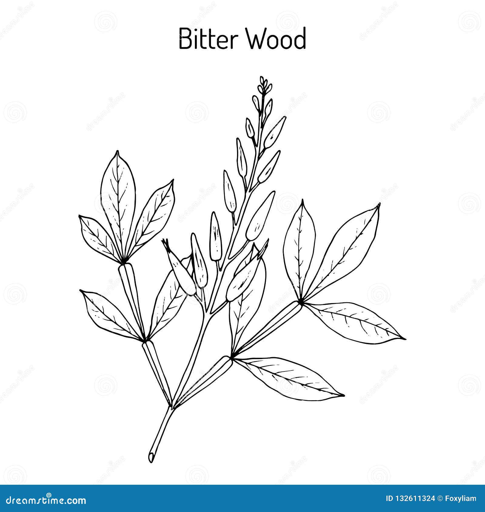 bitter-wood quassia amara , medicinal plant