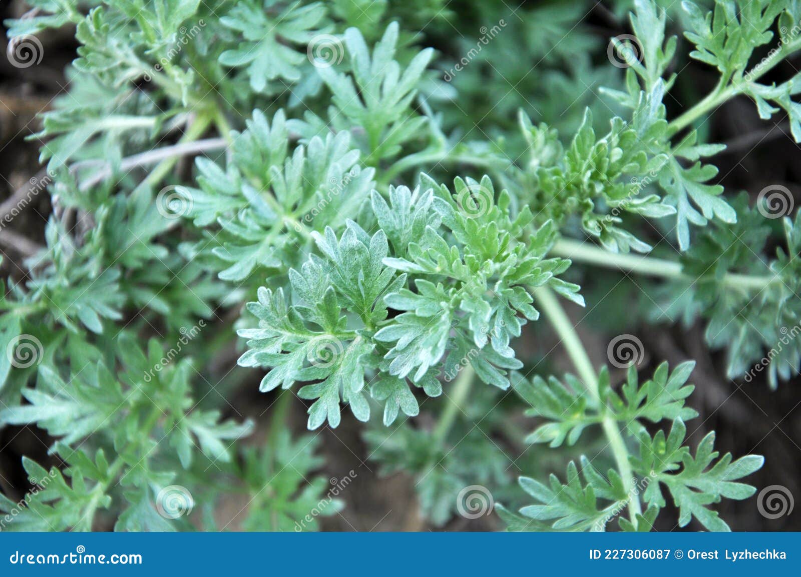 Bitter Wormwood Artemisia Absinthium Bush Grows In Nature Stock Image