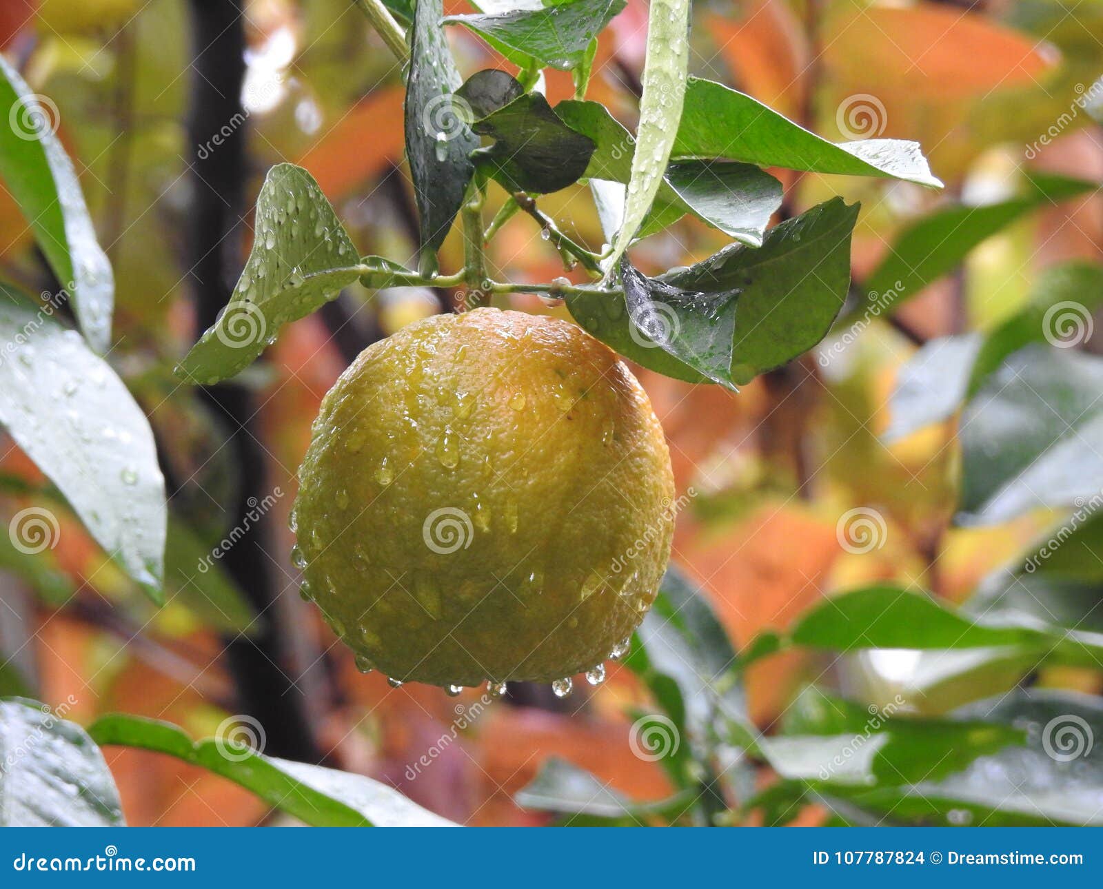 Bittere Sinaasappel stock foto. Image of smaakstof, sevilla 107787824