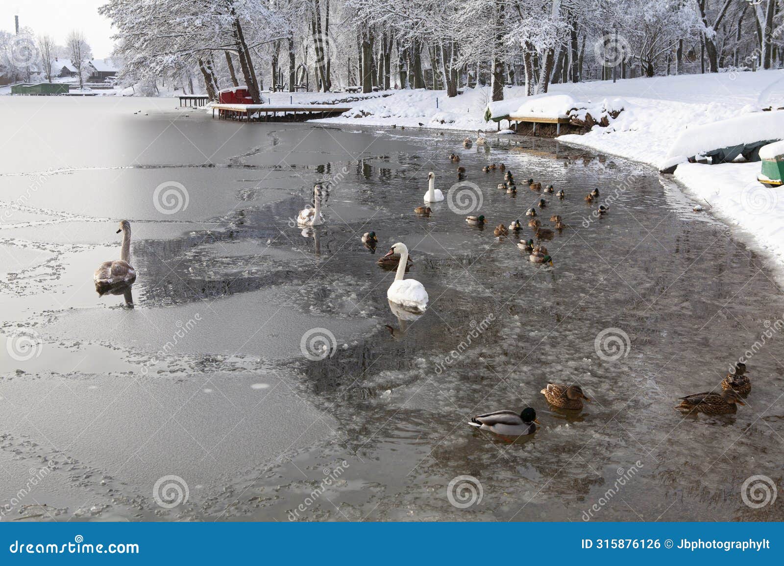 a bitterly cold day (-20c) in trakai, lithuania. swans, ducks swimming in a lake in bernardin lake