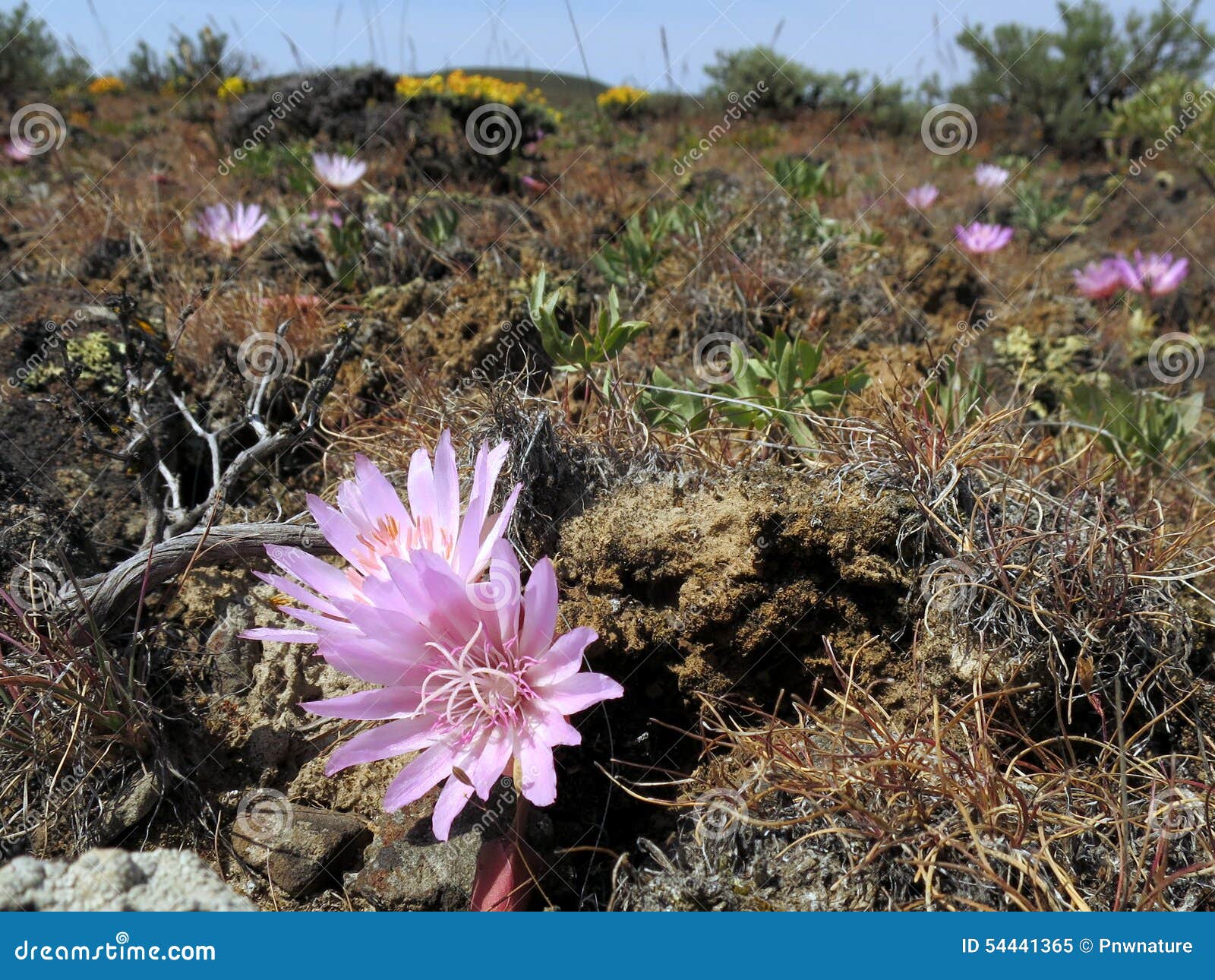 bitterroot flowers in the desert