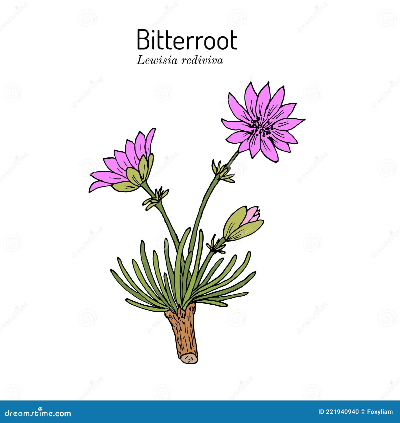 bitterroot lewisia rediviva , official state flower of montana