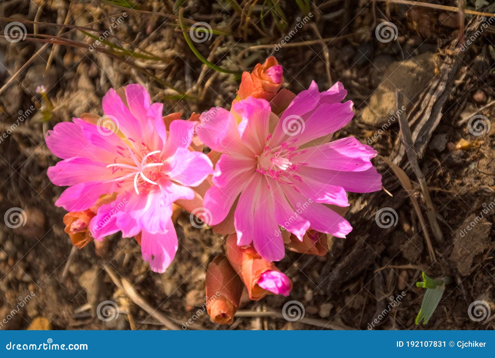 bitterroot lewisia rediviva pink wildflowers