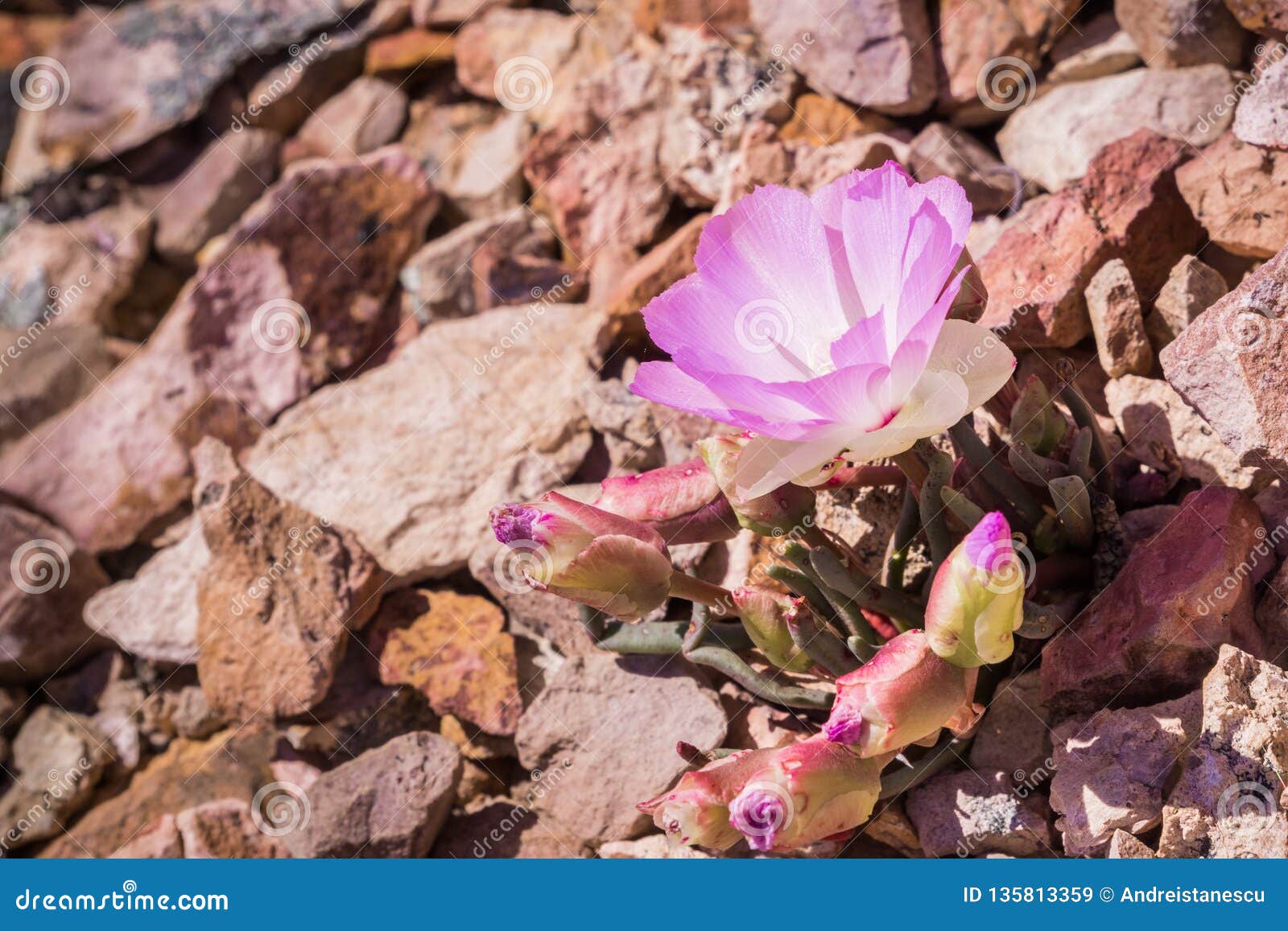 bitterroot lewisia rediviva, the state flower of montana; blooming in spring in pinnacles national park, california
