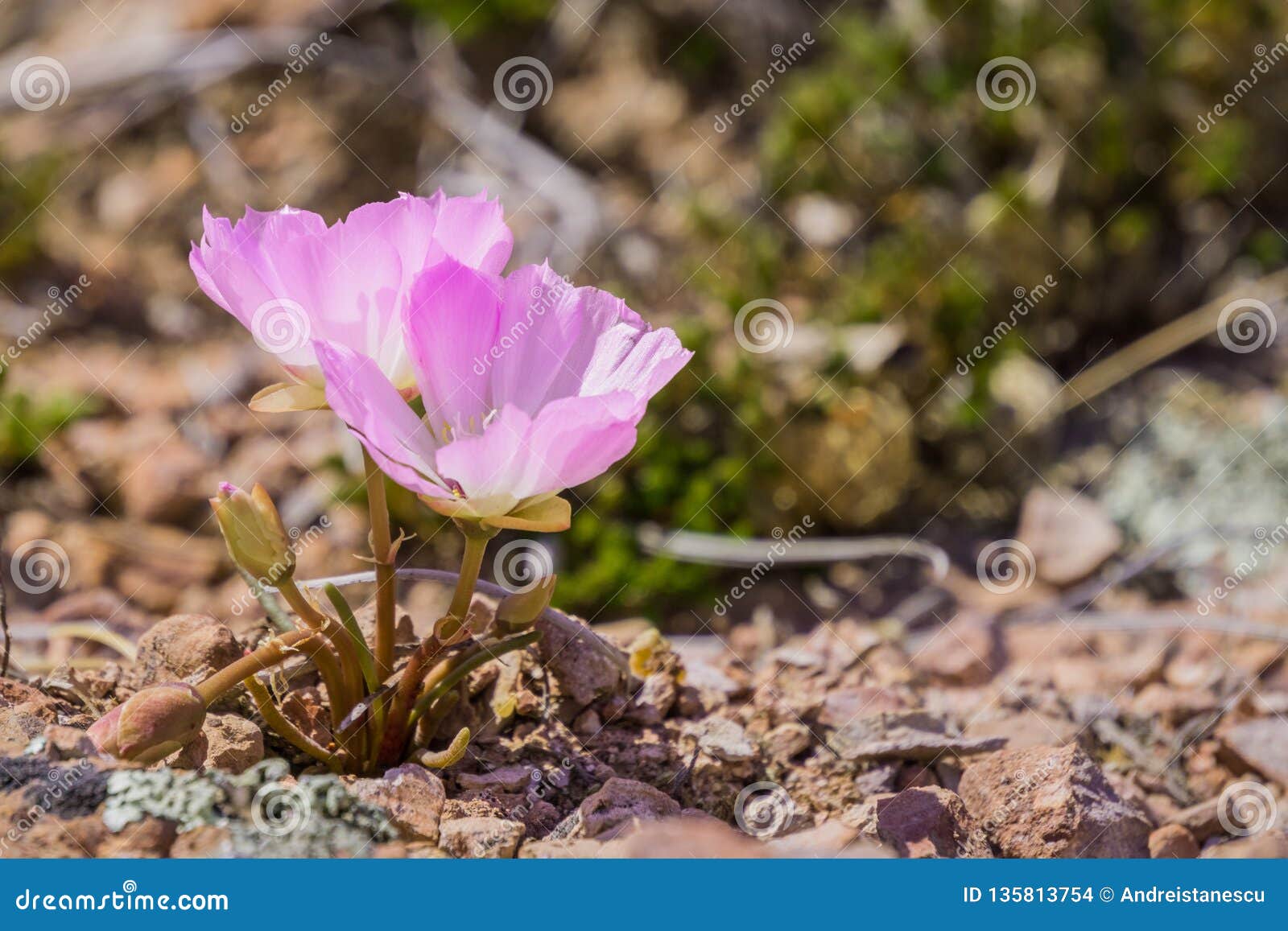 Bitterroot Lewisia Rediviva The State Flower Of Montana Blooming In Spring In Pinnacles National Park California Stock Photo Image Of Gravel Floral 135813754