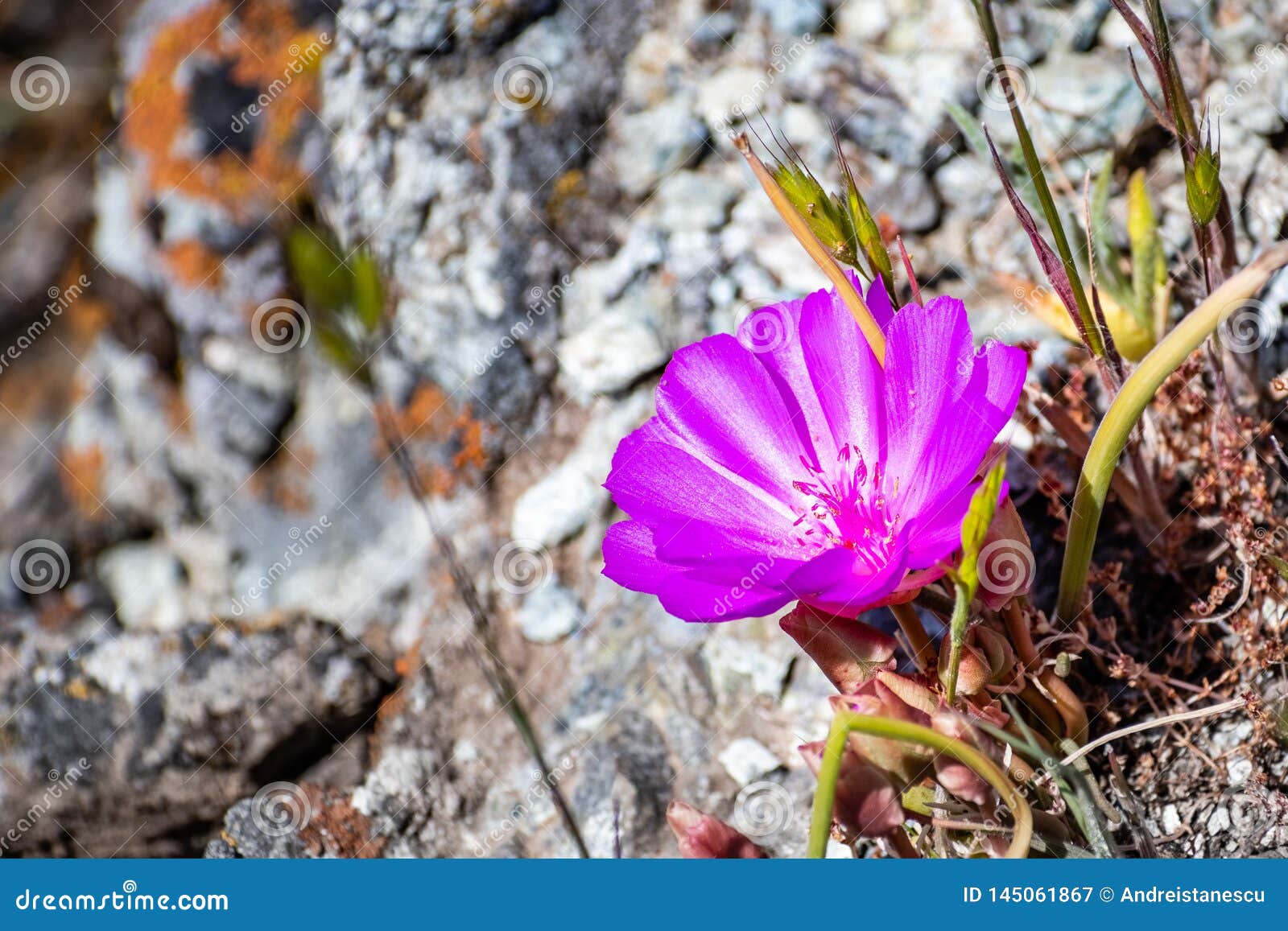 bitterroot lewisia rediviva, the state flower of montana; blooming in spring in santa cruz mountains, south san francisco bay