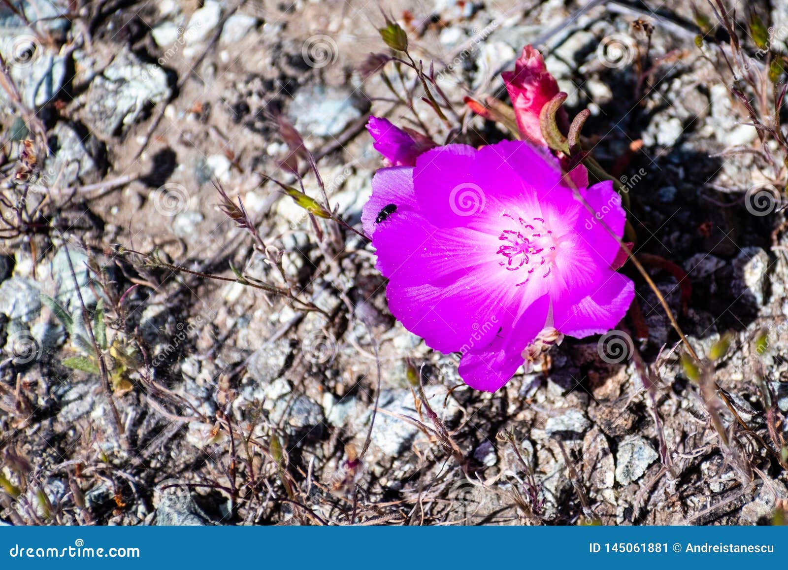 bitterroot lewisia rediviva, the state flower of montana; blooming in spring in santa cruz mountains, south san francisco bay