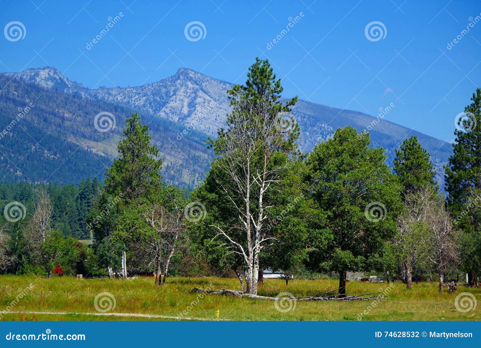 bitterroot mountains - montana
