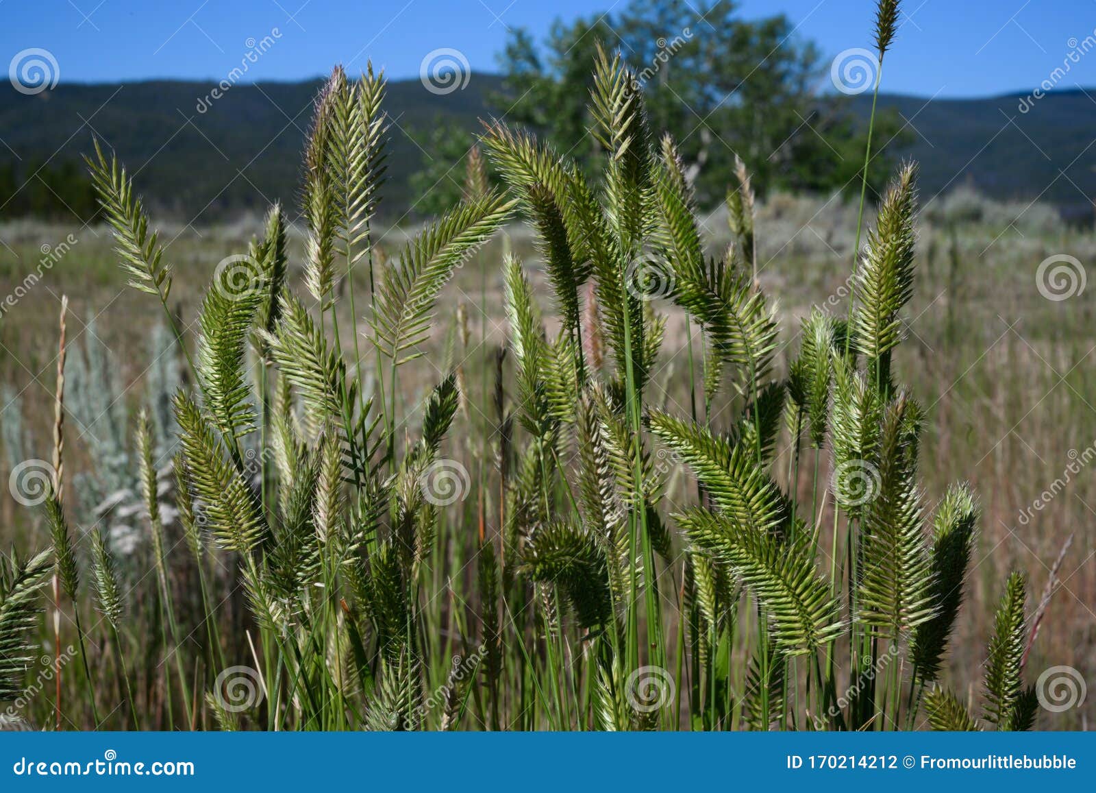 Tall Grass With Large Seeds Stock Photo Image Of Flower Background 170214212