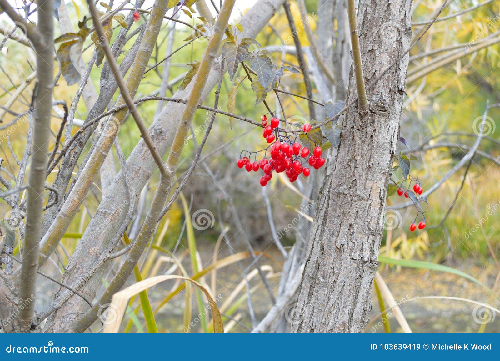 bittersweet bush red berries